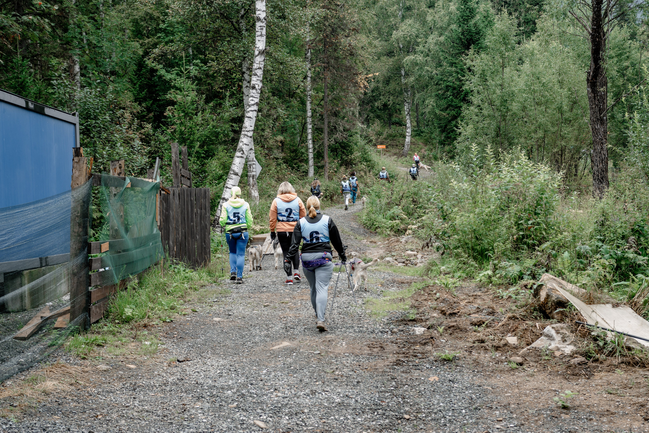 Дог-треккинг