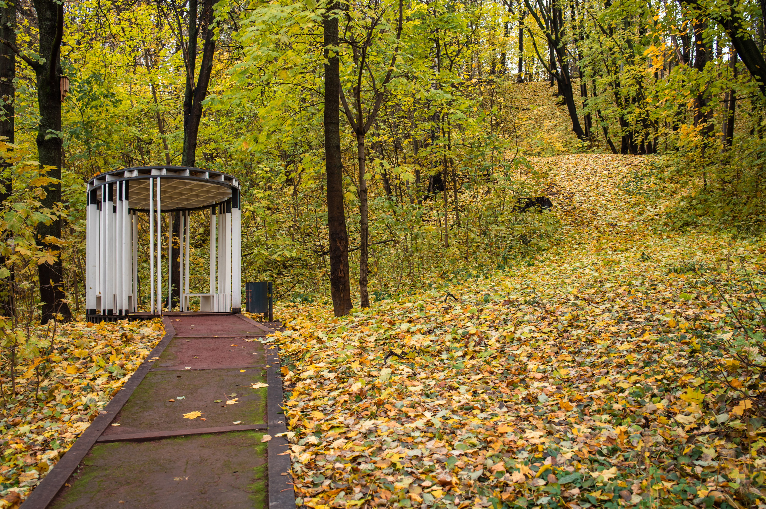 20231031 Нескучный сад. Дмитрий Ремизов. Фотография, как хобби