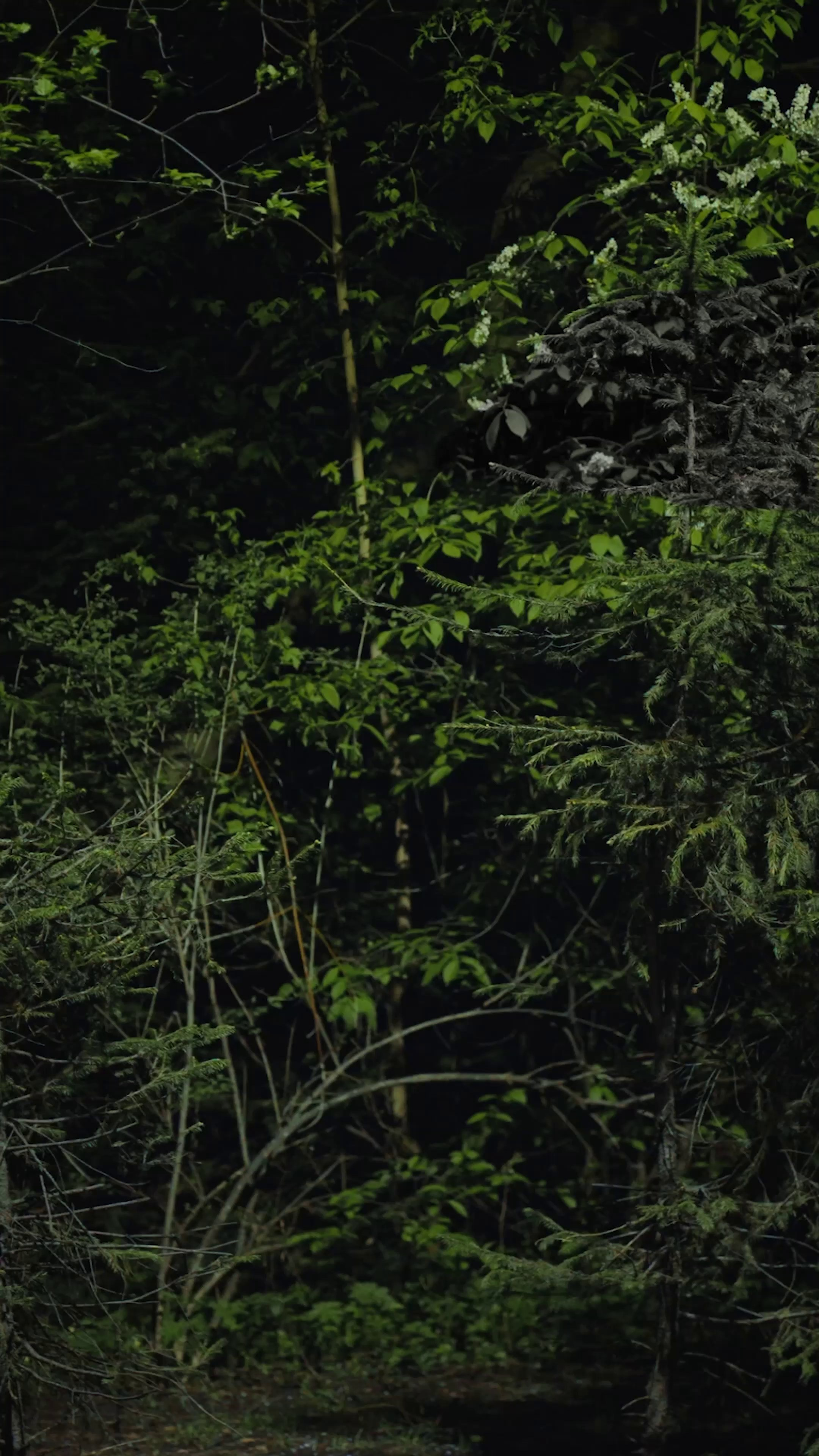 Видео. МПР.МЕДИА