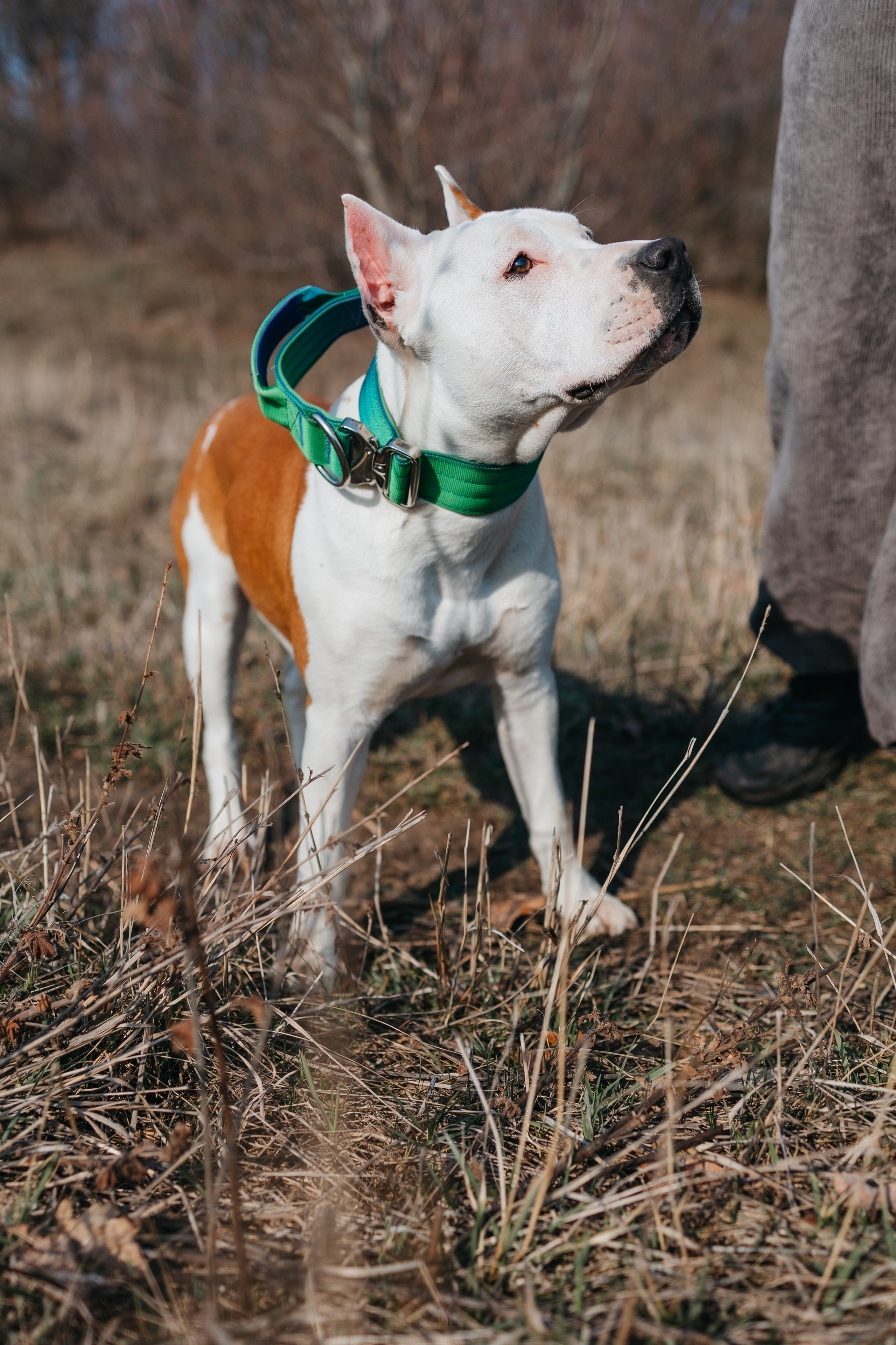 Лера, Ума и Винни. Фотограф — анималист Светлана Кысса|фотограф собак в Краснодаре и Нижнем Новгороде