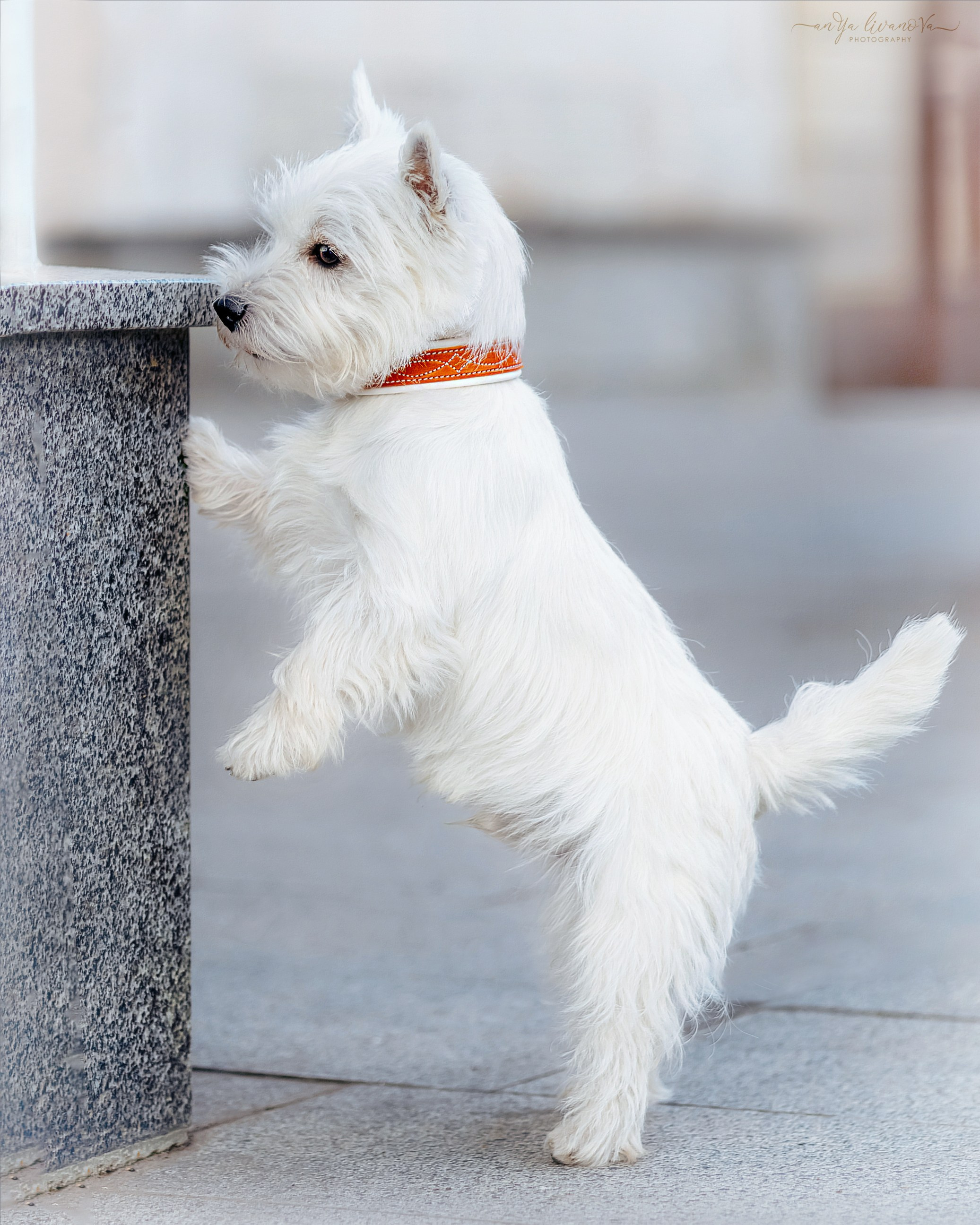 Полина — Артём и Тофу. Фотограф анималист Аня Ливанова | Рыбинск