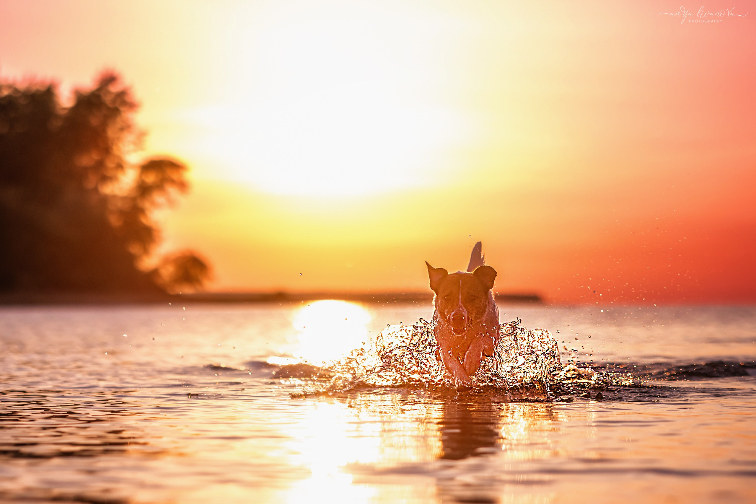 Ляля — Маня — Плюша закат. Фотограф анималист Аня Ливанова | Рыбинск