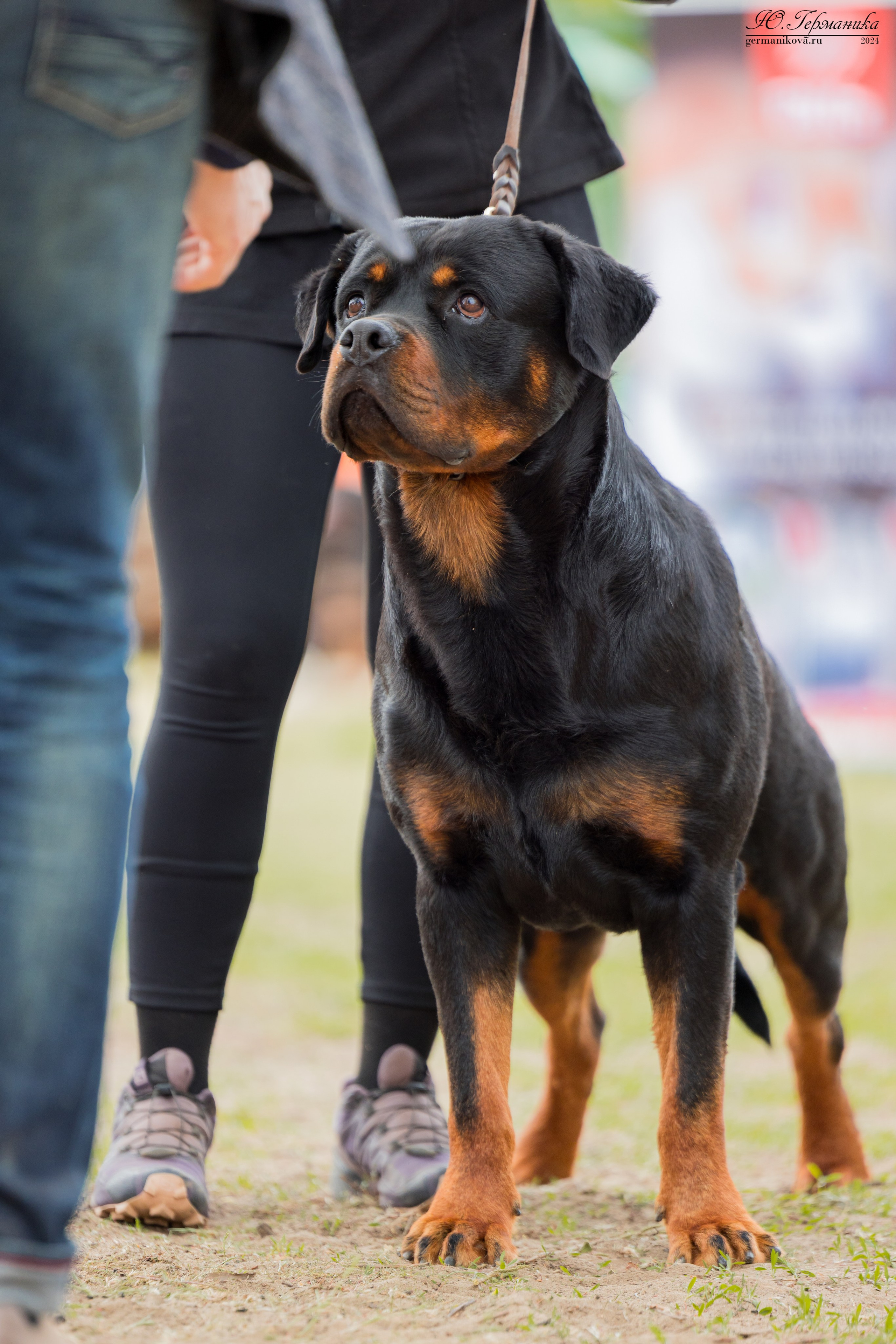 Саратов 2 х моно ротвейлеров 28-29.04.2024. Фотограф-анималист Юлия Германика