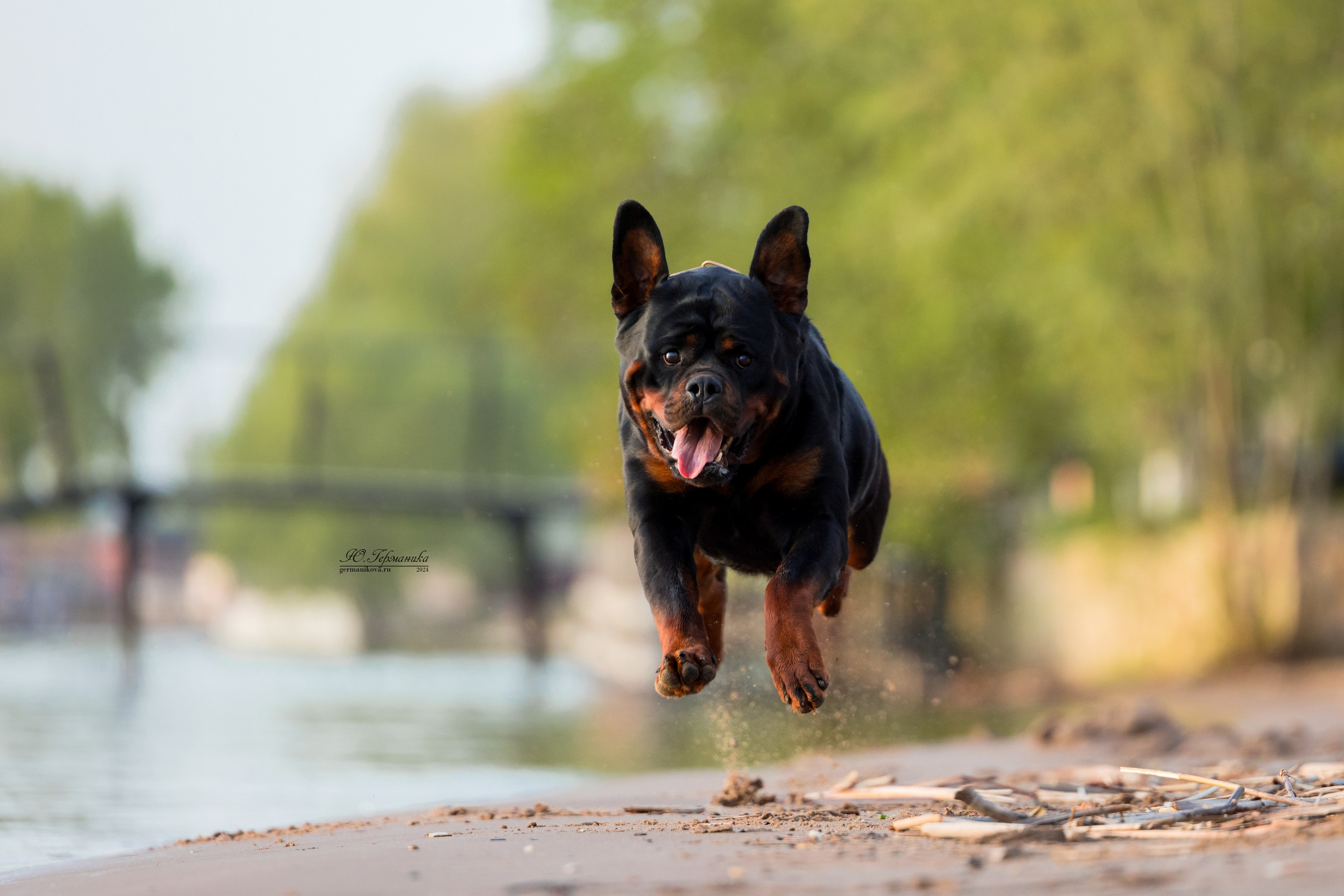 Саратов 2 х моно ротвейлеров 28-29.04.2024. Фотограф-анималист Юлия Германика