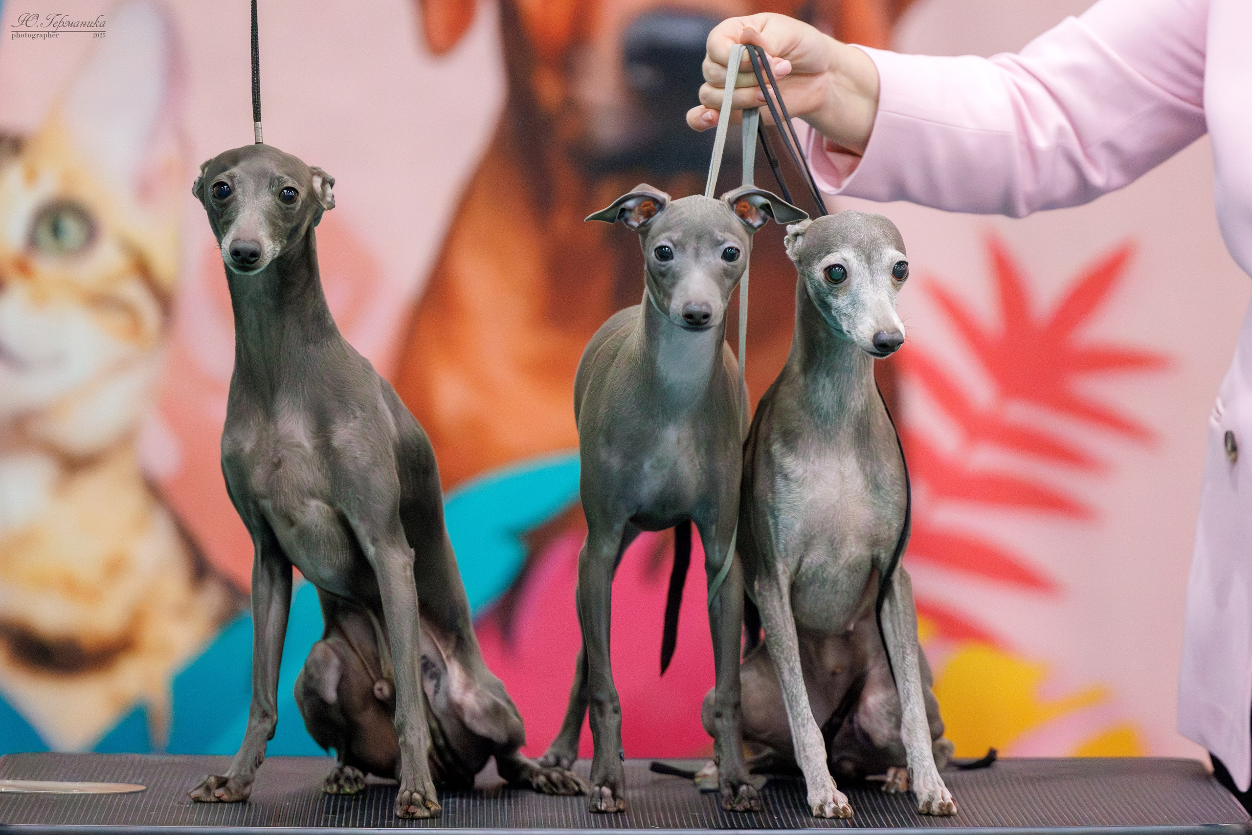 Гран-При 8.02.2025 и Крокус 09.02.2025. Фотограф-анималист Юлия Германика