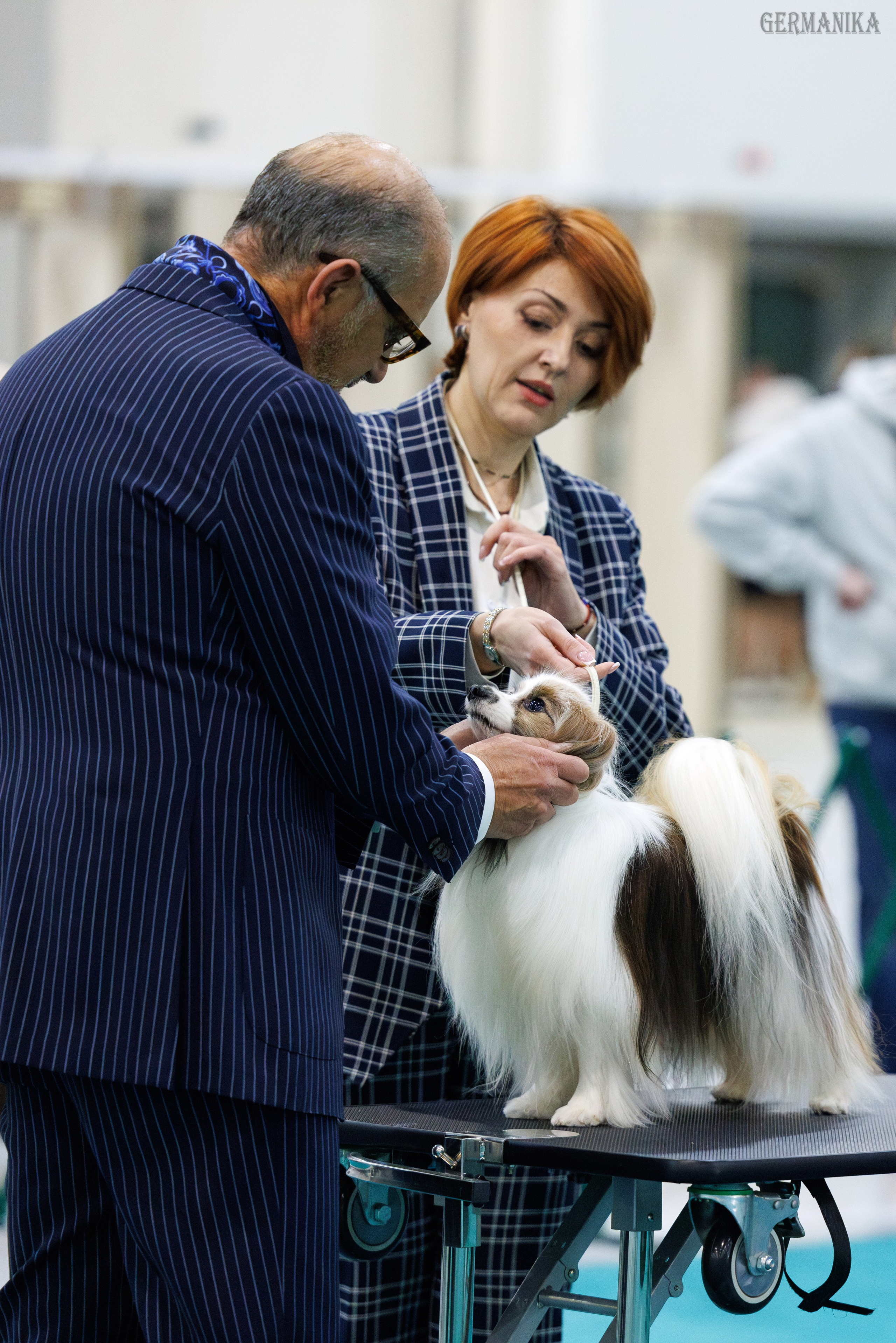 Лучшие Собаки России 17-18.02.2024. Фотограф-анималист Юлия Германика