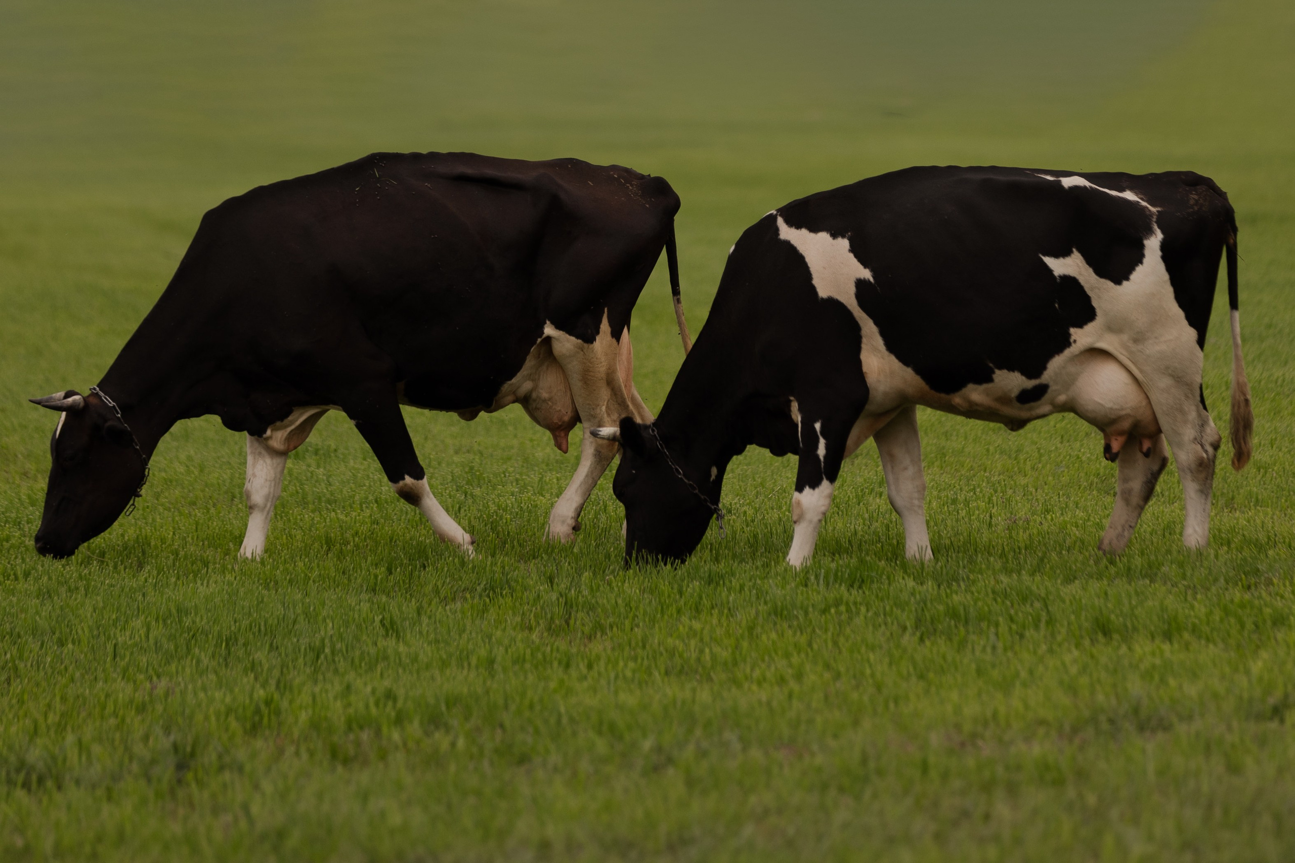 На ферме. @dariazphoto свадебный фотограф