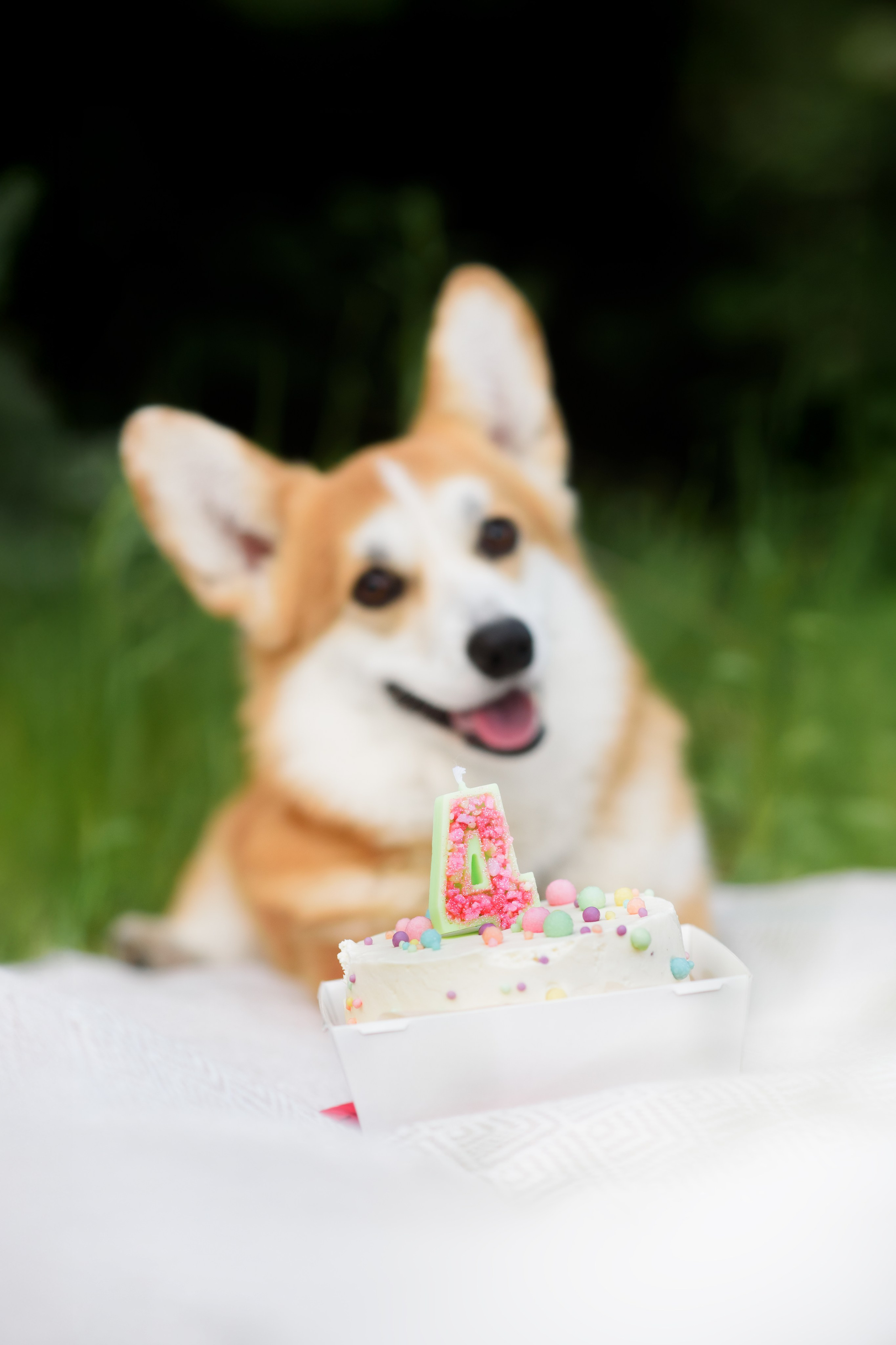 Максим, Надя, Шелби и Рой — 31.05.2025. Фотограф — Анималист | Анна Абрамова