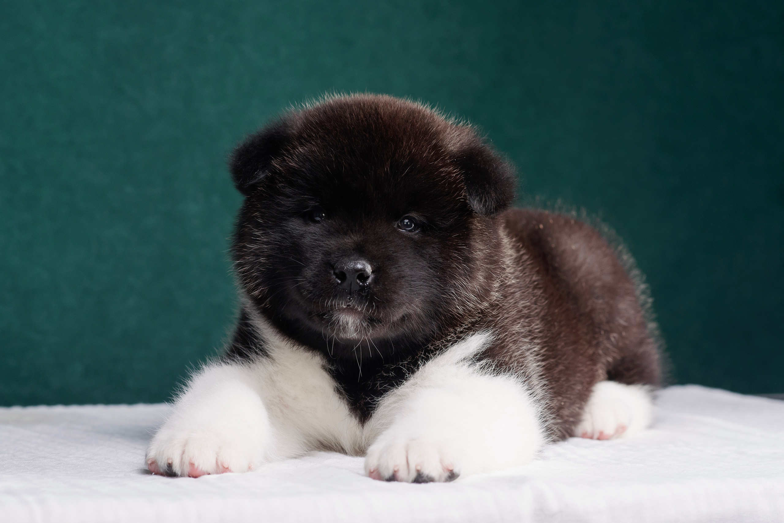 Щенки Американской Акиты. Фотограф — Анималист | Анна Абрамова