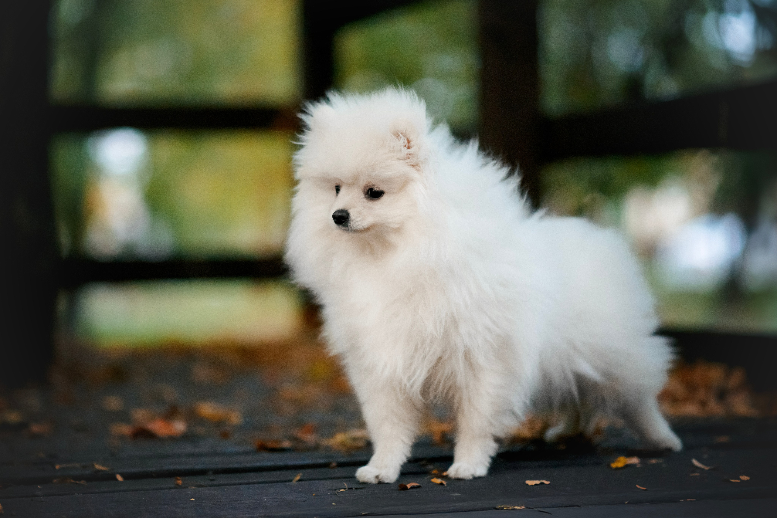 Малый немецкий шпиц — 18.09.2025. Фотограф — Анималист | Анна Абрамова