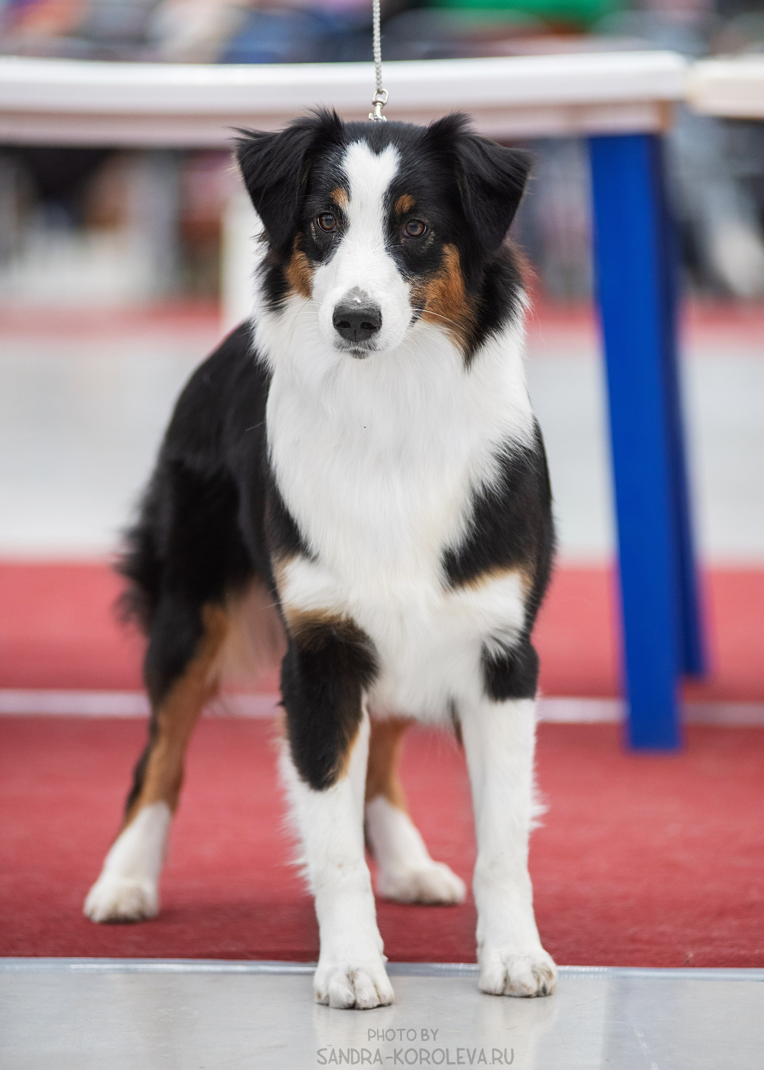 Выставка собак тюмень 14.01.2023. Дог-фотограф в Тюмени Александра Королева