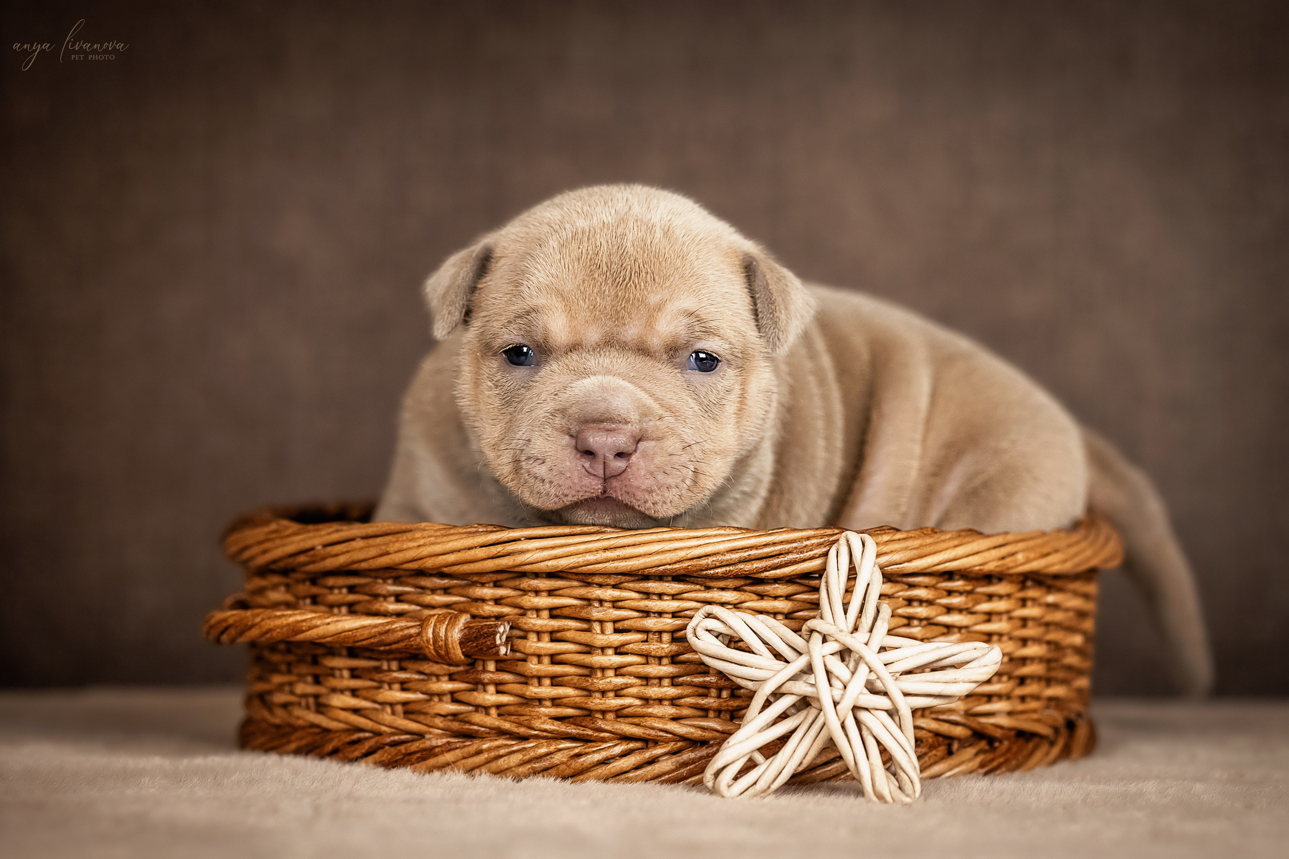 Амбулли. Фотограф анималист Аня Ливанова | Рыбинск