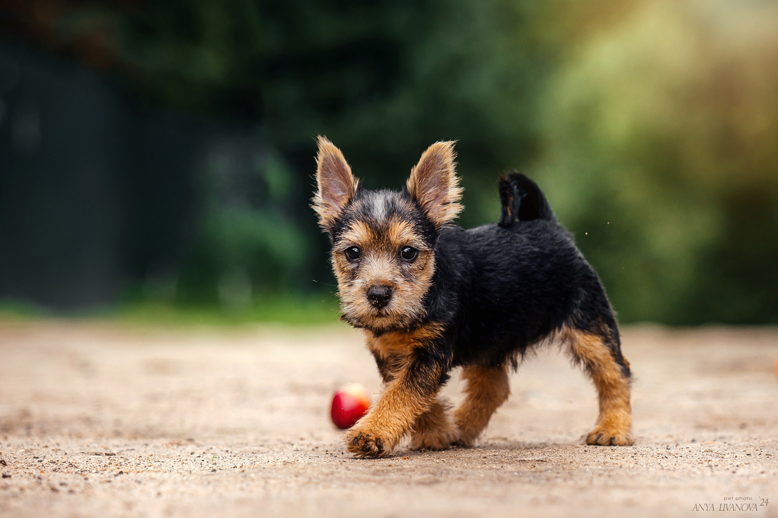 Норвичи. Фотограф анималист Аня Ливанова | Рыбинск