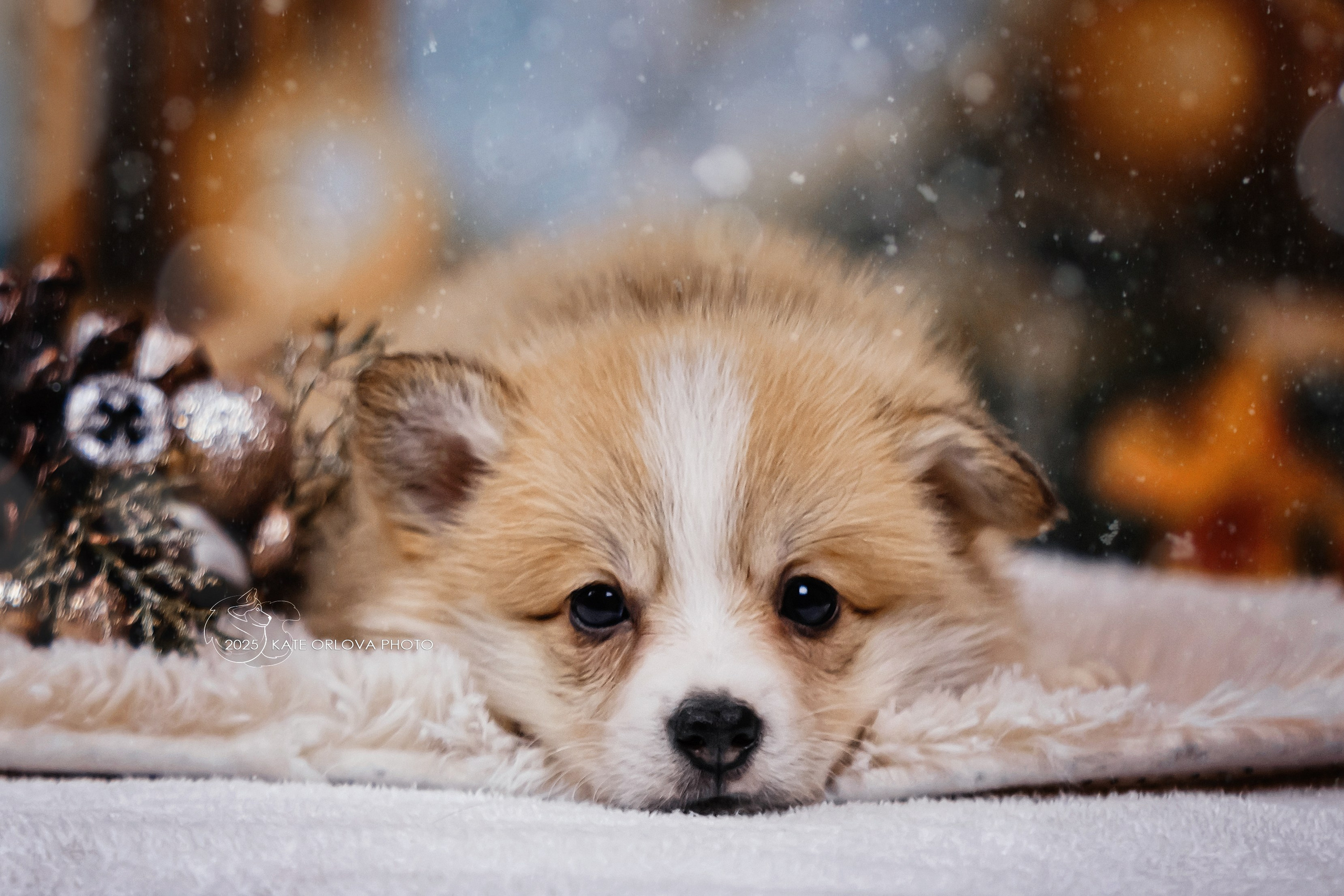 А — Кола и Цесей. Kawaii Kuma питомник собак пород Корги пемброк, Акита ину, Сиба