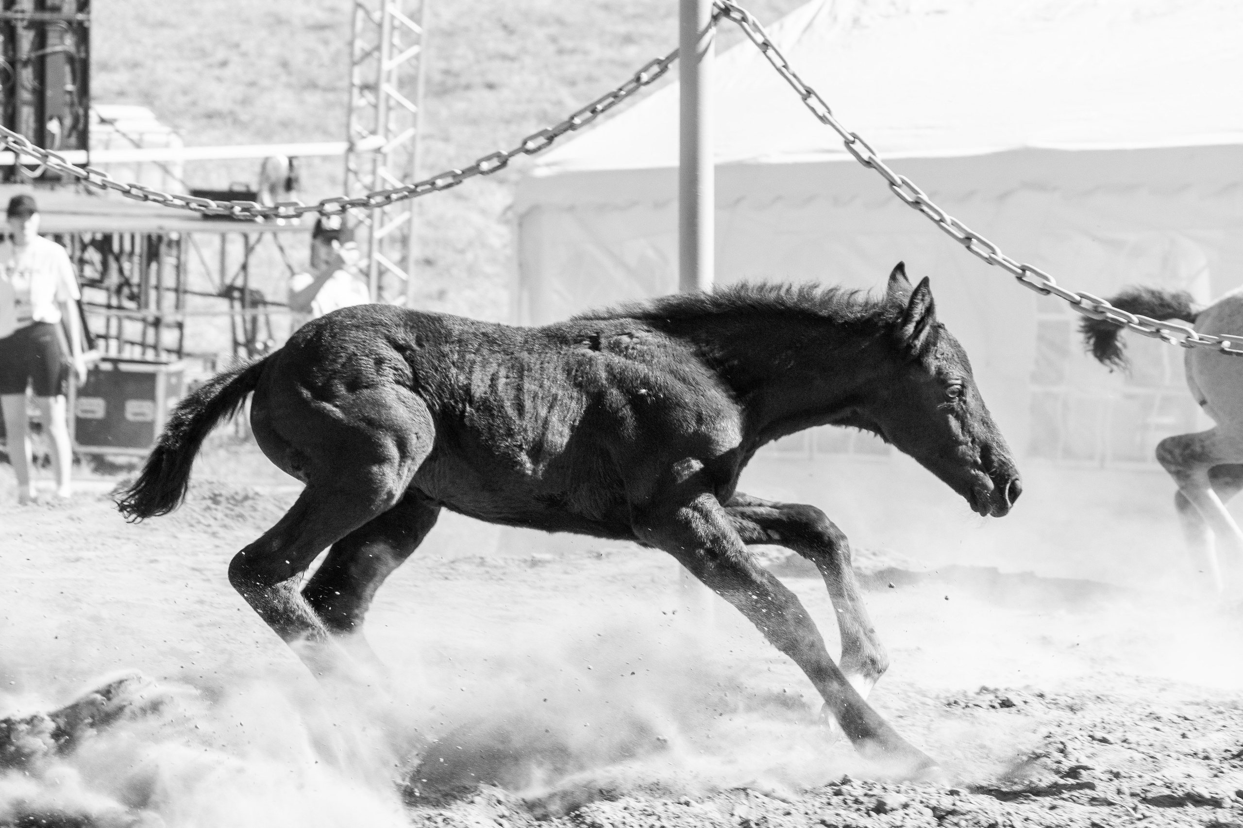 Конь-огонь 2025. Олег Романов. Мастер фото по спорту