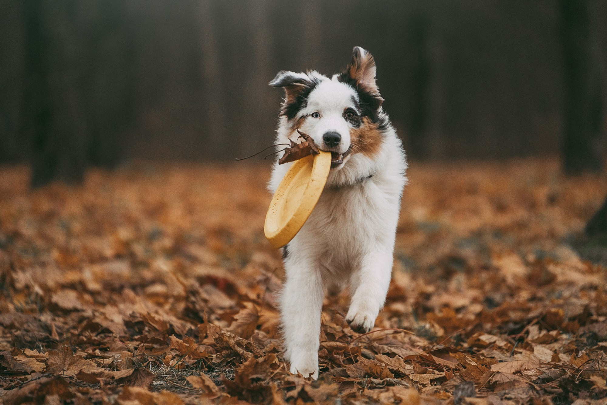Лиза и Бублик. Фотограф анималист в Москве и Санкт-Петербурге Свиридова Анна
