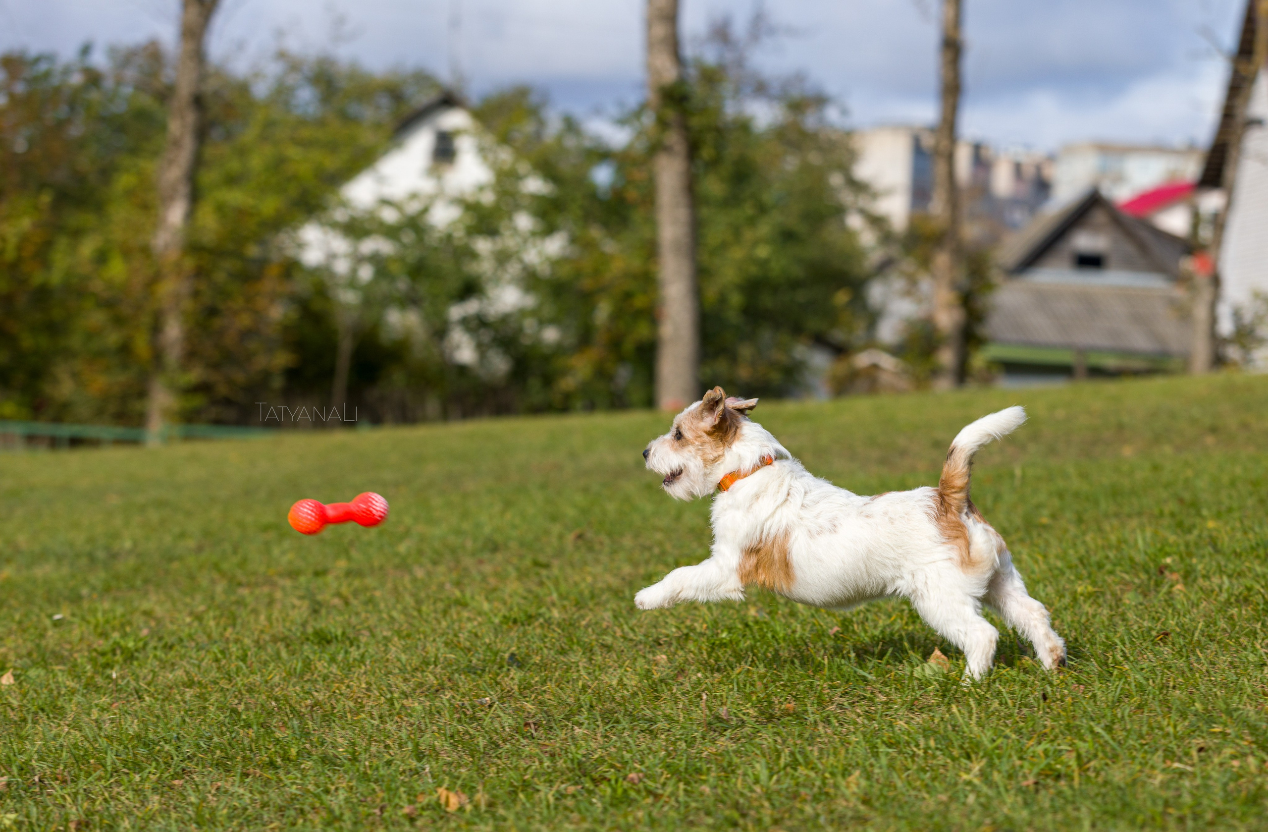 Ассорти. Фотограф — анималист Татьяна Ли