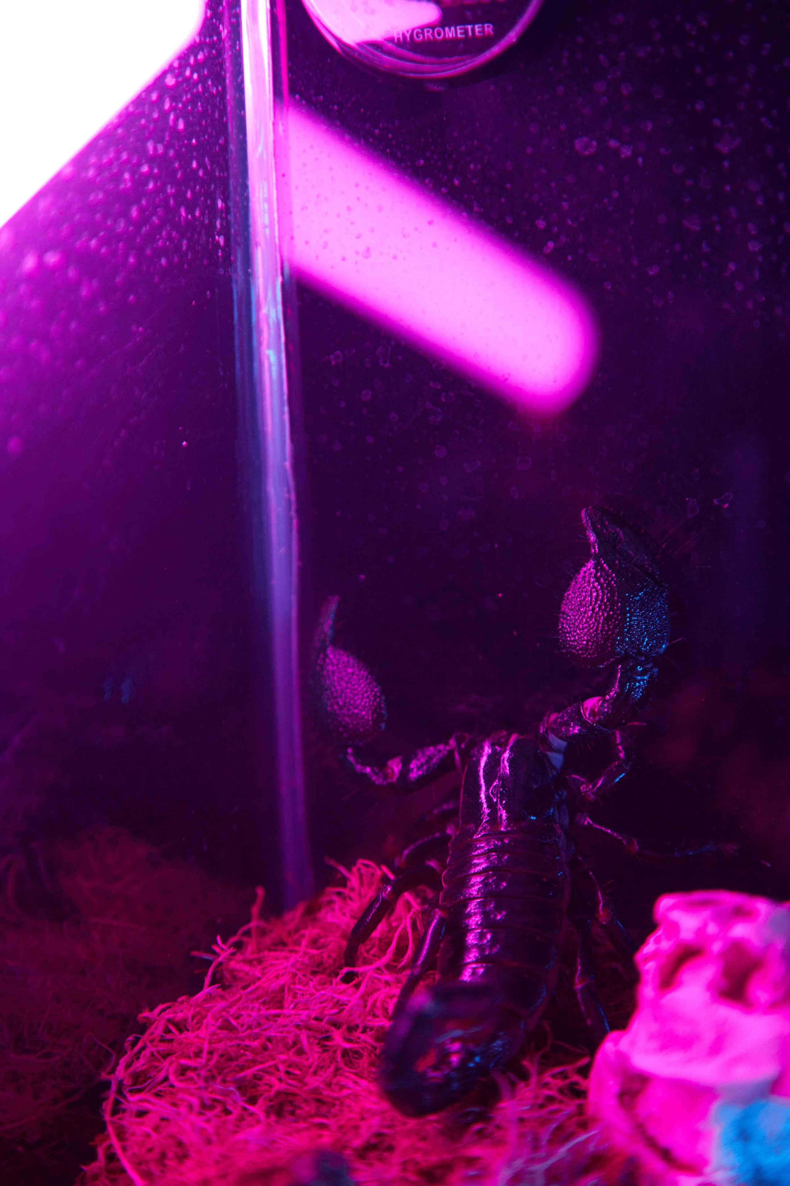 Фотосъёмка ящерицы среди розовых декораций.