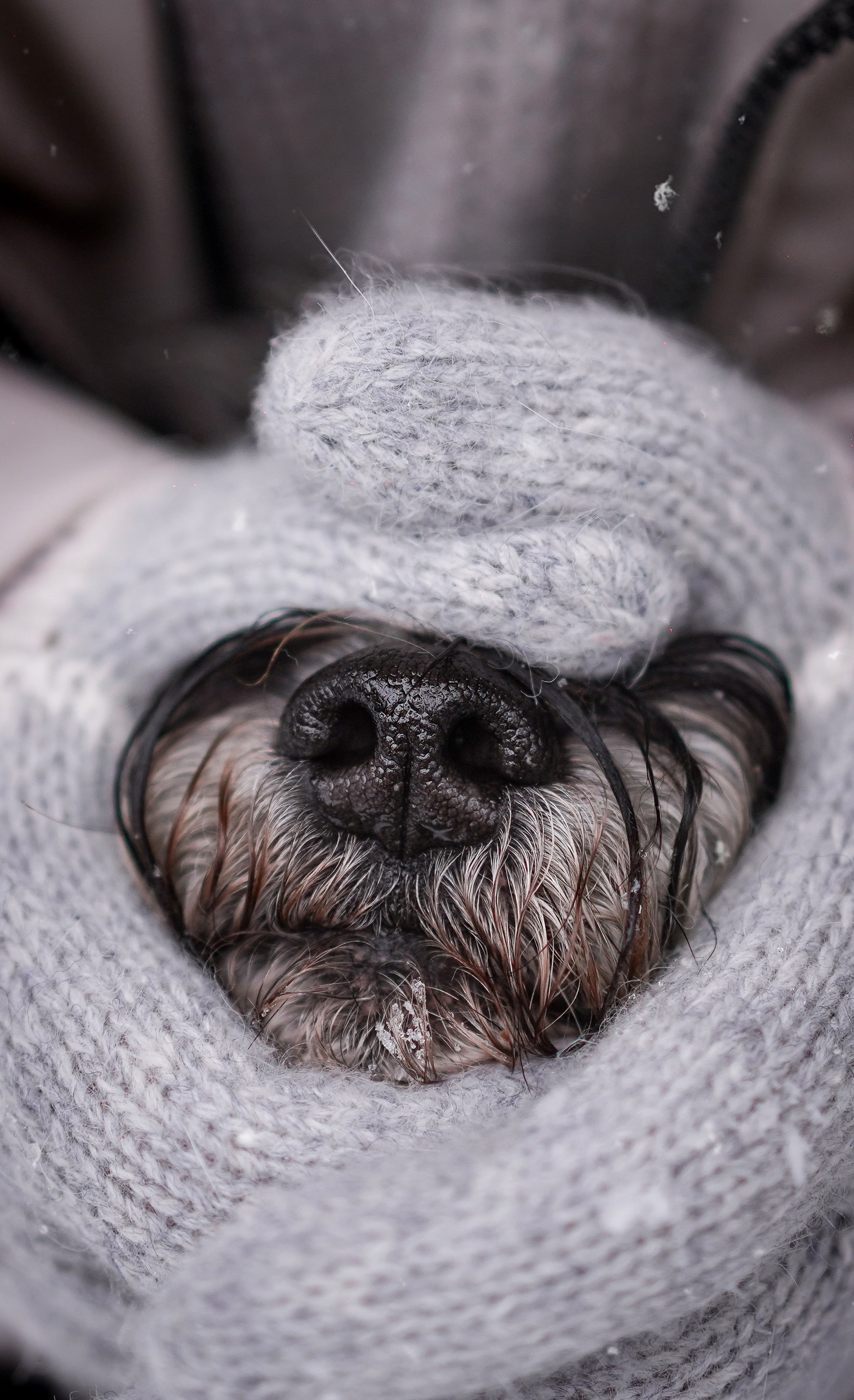 Оля Миша и шнауцеры. Фотограф-анималист в Санкт-Петербурге Яна Мартынова