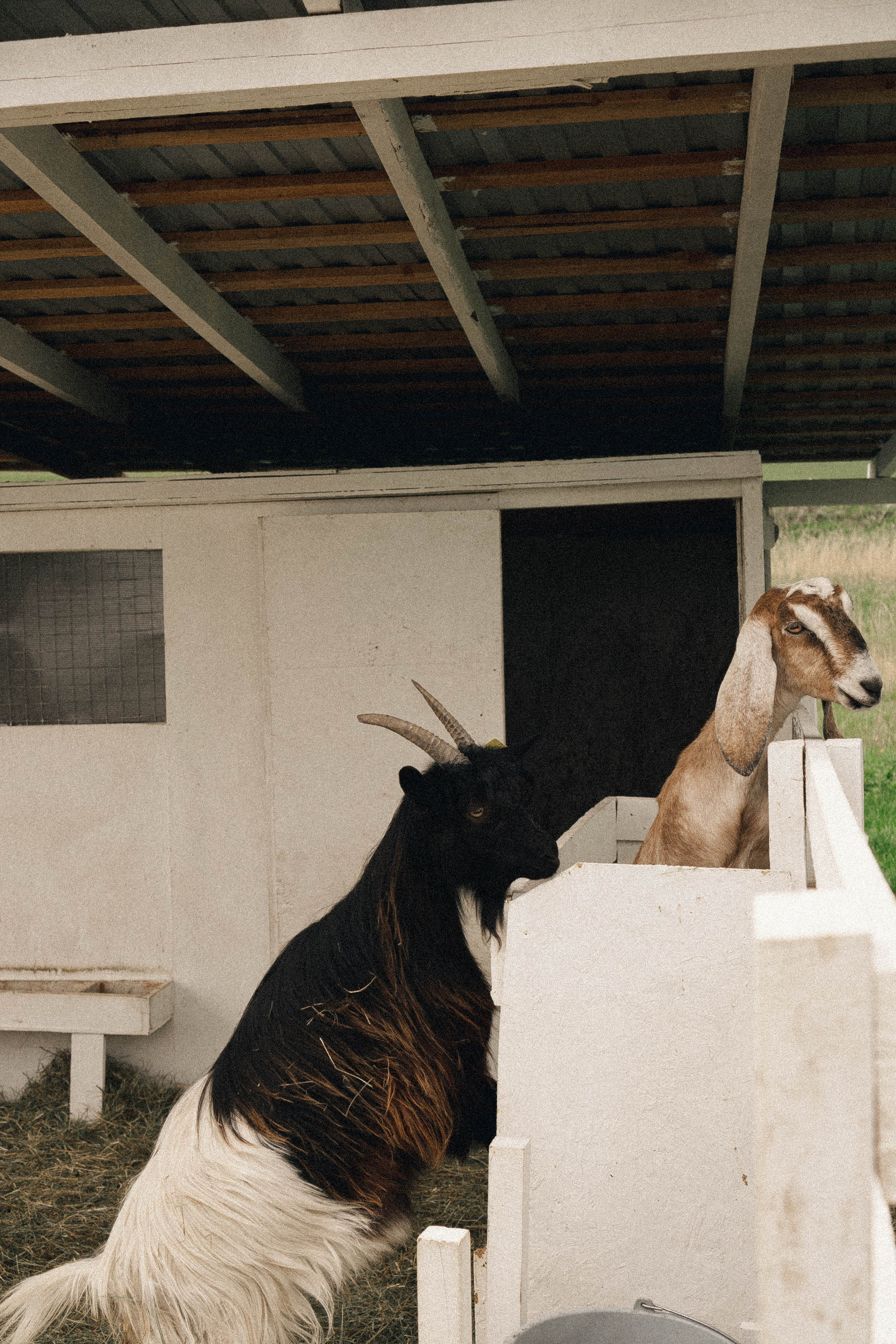 Ферма Альпак. Профессиональный фотограф, Санкт-Петербург — Виктория Богомолова