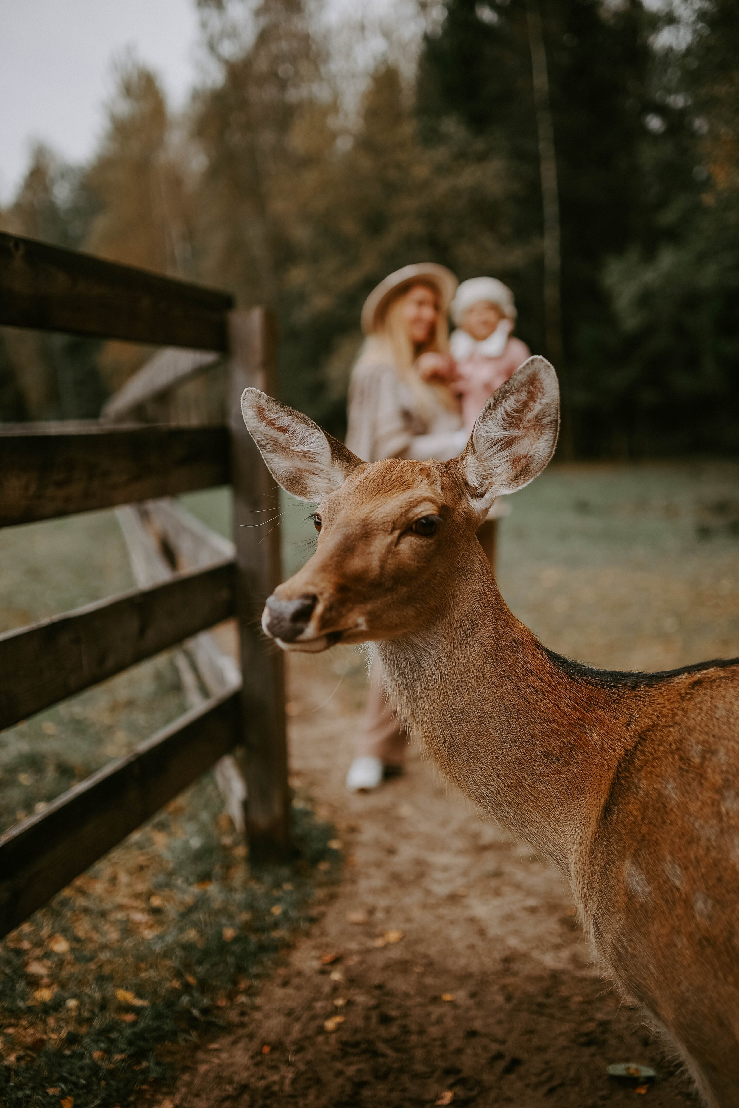 Фотовстреча с оленями. Photographer in Moscow & everywhere in the World Alena Vyalova