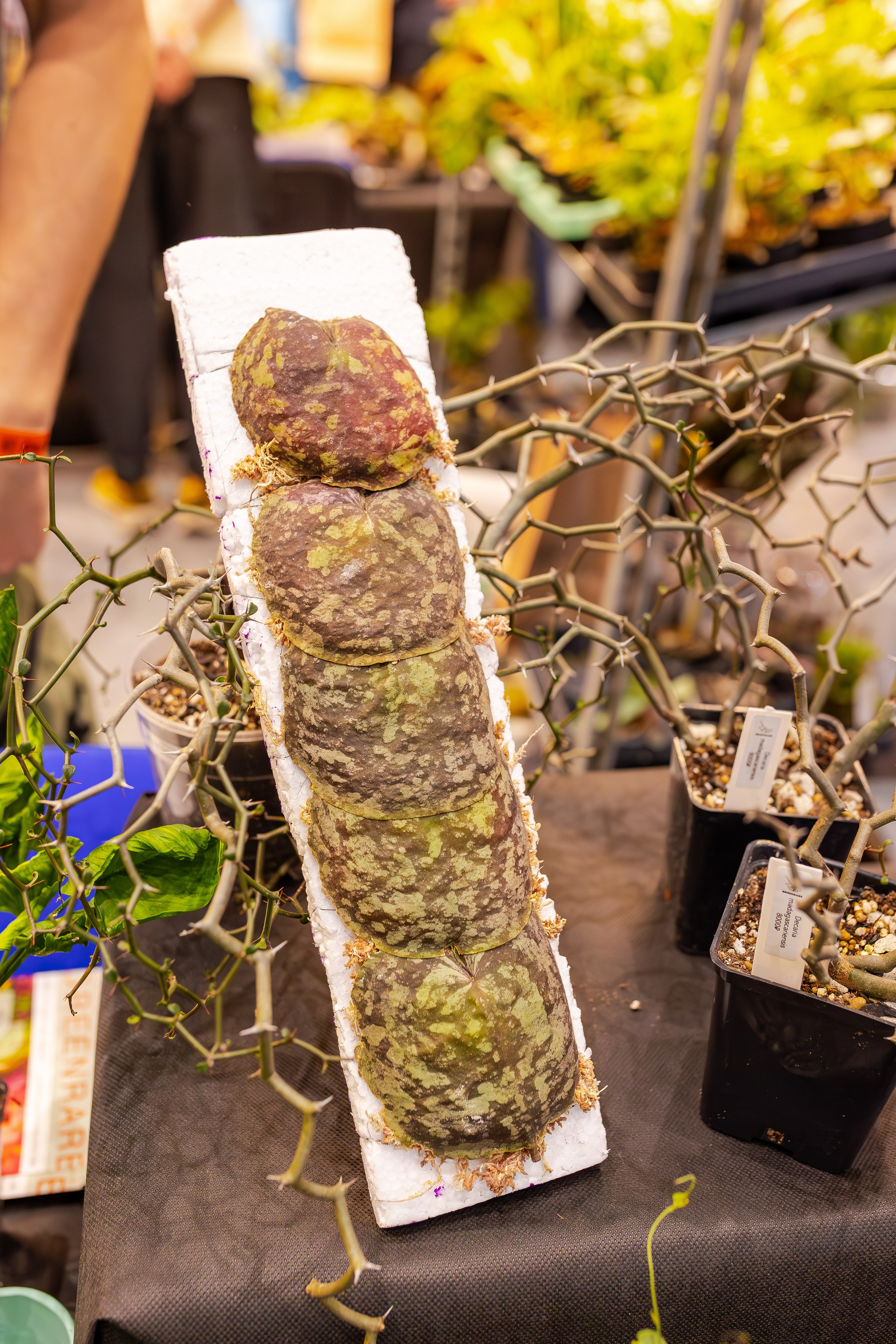 Орхидиум сентябрь 2025. Александра Куликова фотограф, Москва