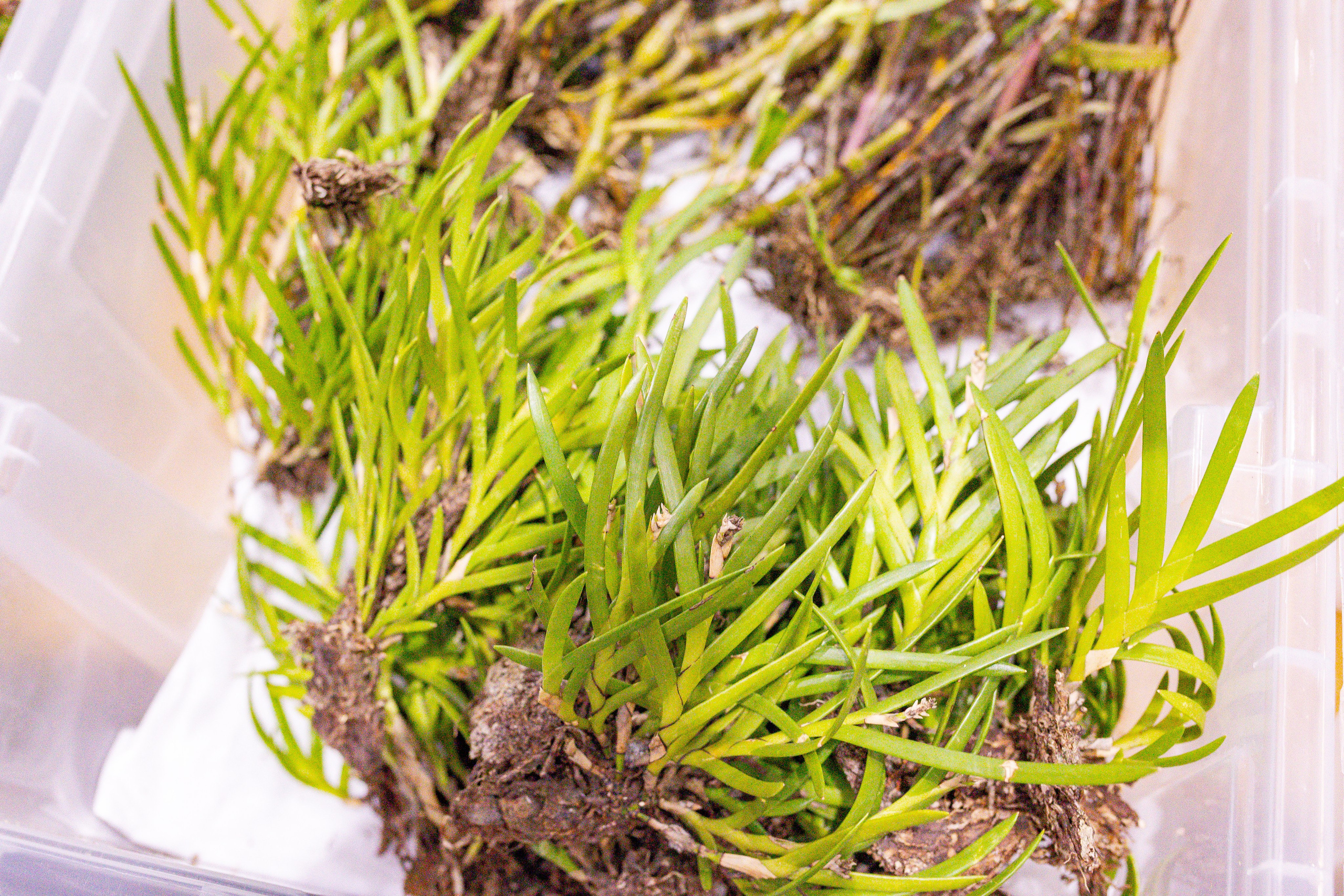 Орхидиум сентябрь 2025. Александра Куликова фотограф, Москва