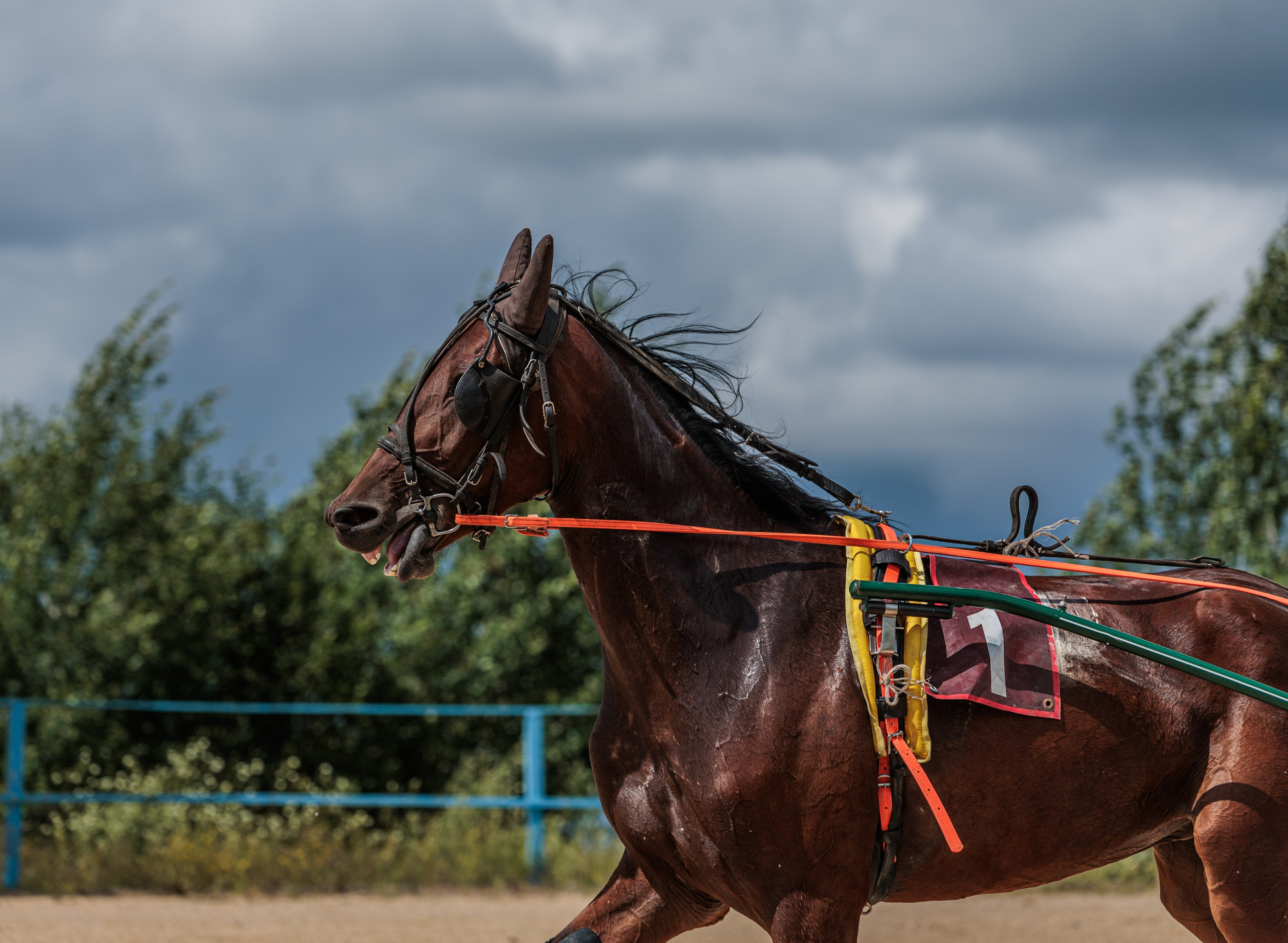 2025. Конный фотограф в Красноярске — Любовь Похабова