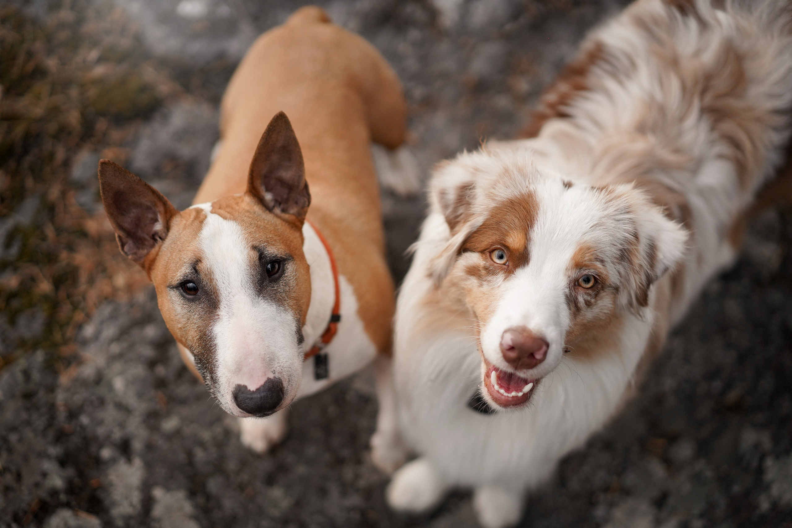 Панда и Юни в Карелии. Фотограф-анималист в Санкт-Петербурге Яна Мартынова