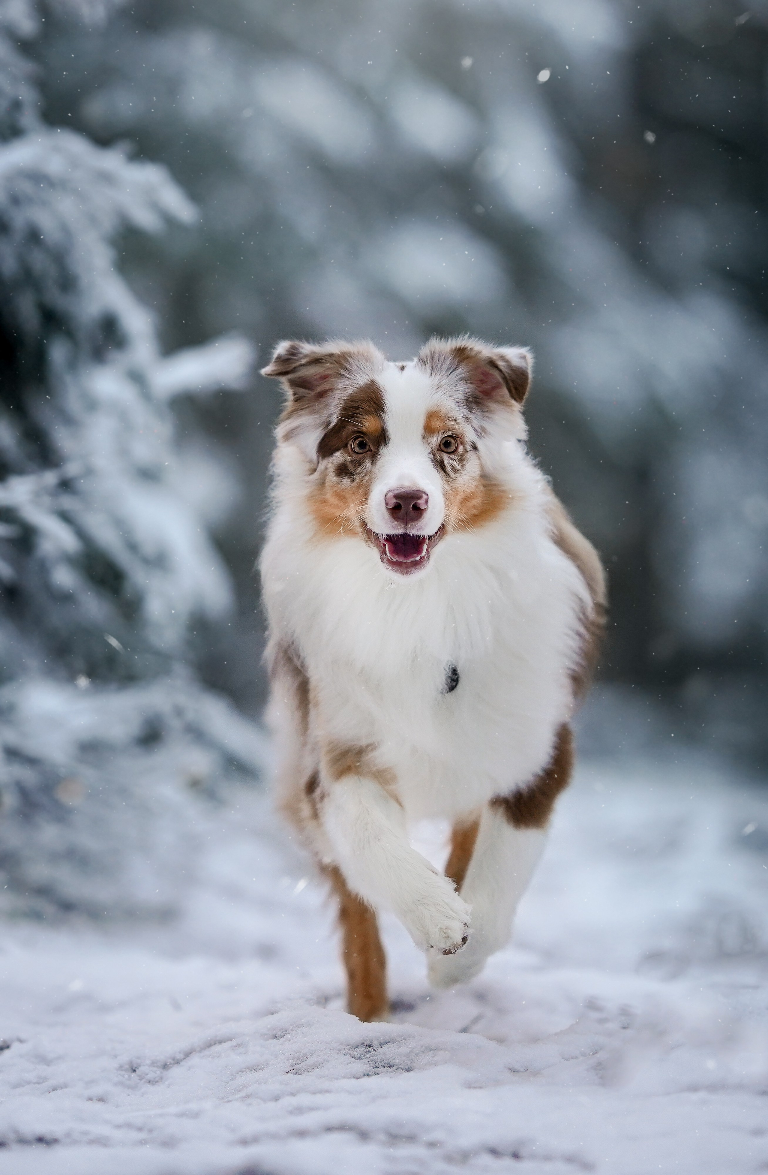 Панда зимний лес. Фотограф-анималист в Санкт-Петербурге Яна Мартынова