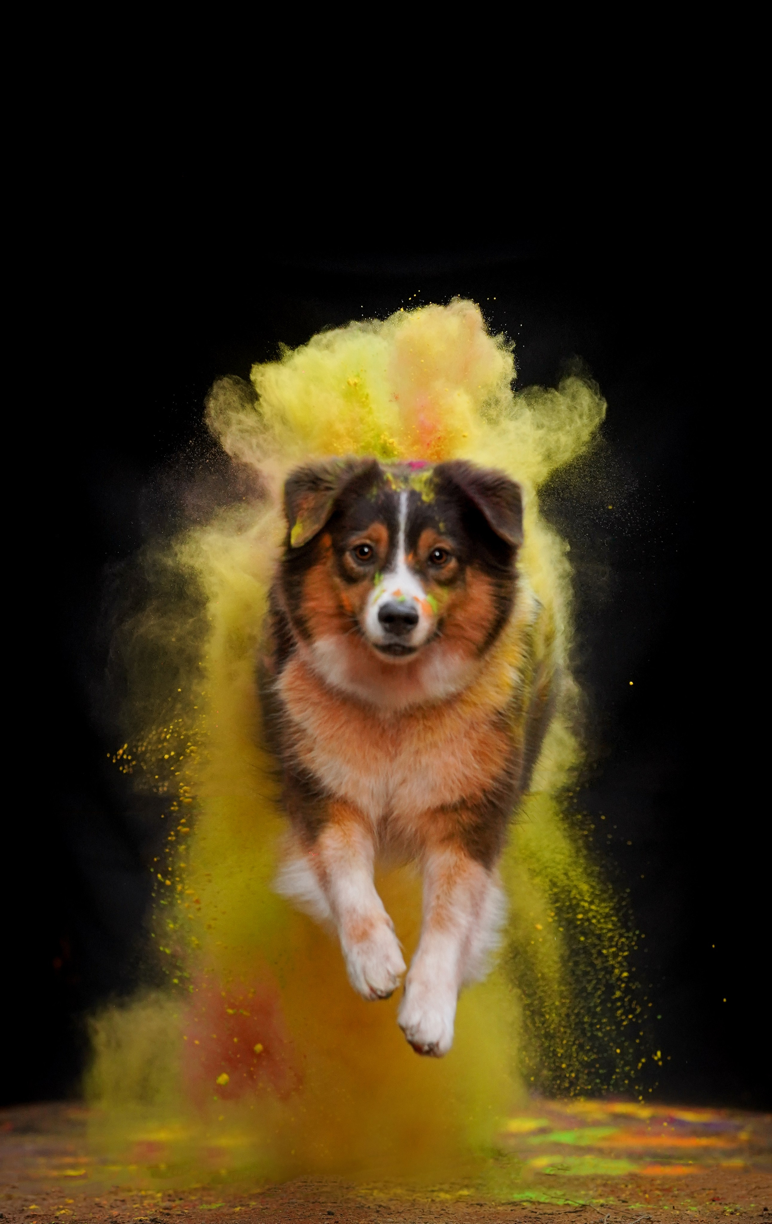 Съемка с красками холли. Фотограф-анималист в Санкт-Петербурге Яна Мартынова