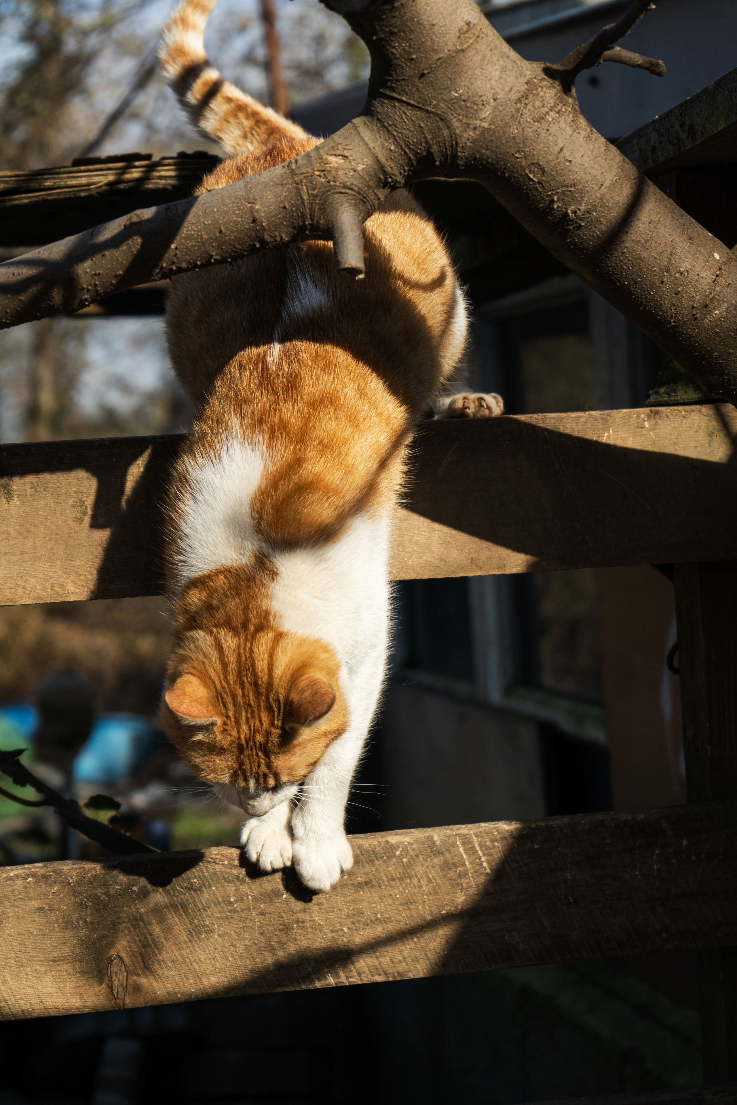 Pets. Makaroshkassirom — photographer in Minsk