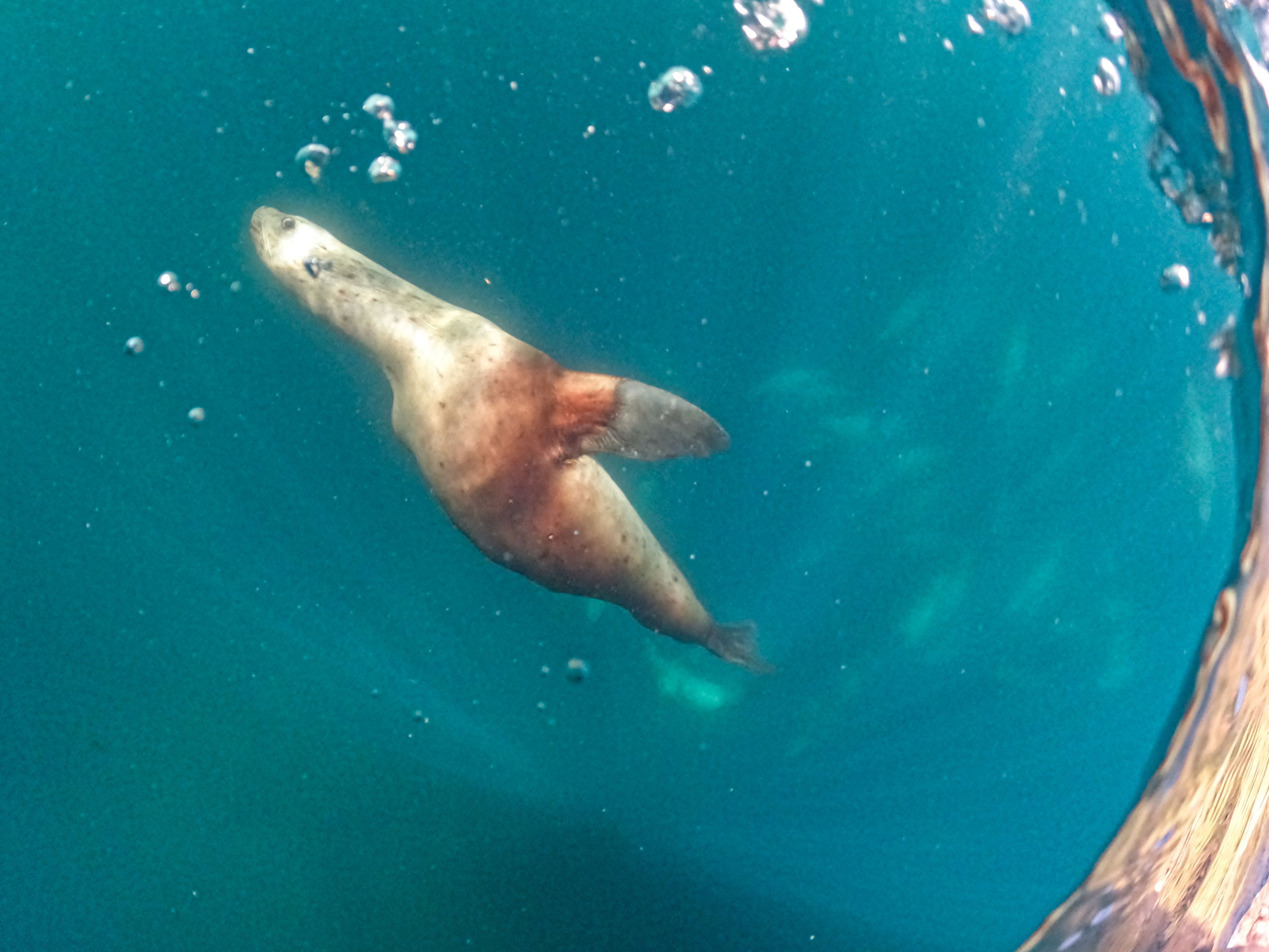 Экспедиция по Северным Курильским островам с Vasta. Фотограф Красная Поляна — Сочи — Москва