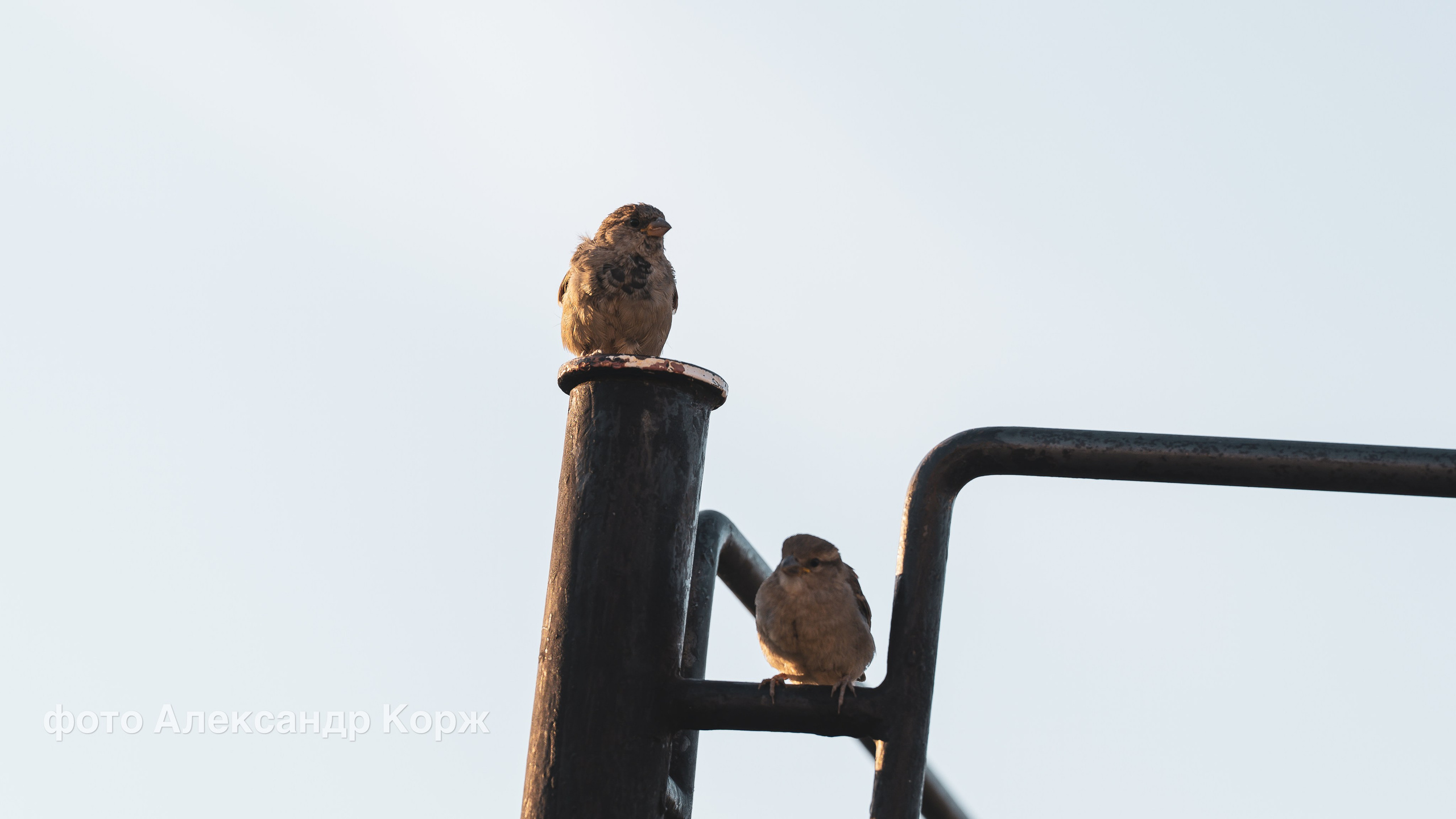 Животные. Фотографии и видеосъемка, Айхал, Удачный, Якутия. Фотографии Айхал