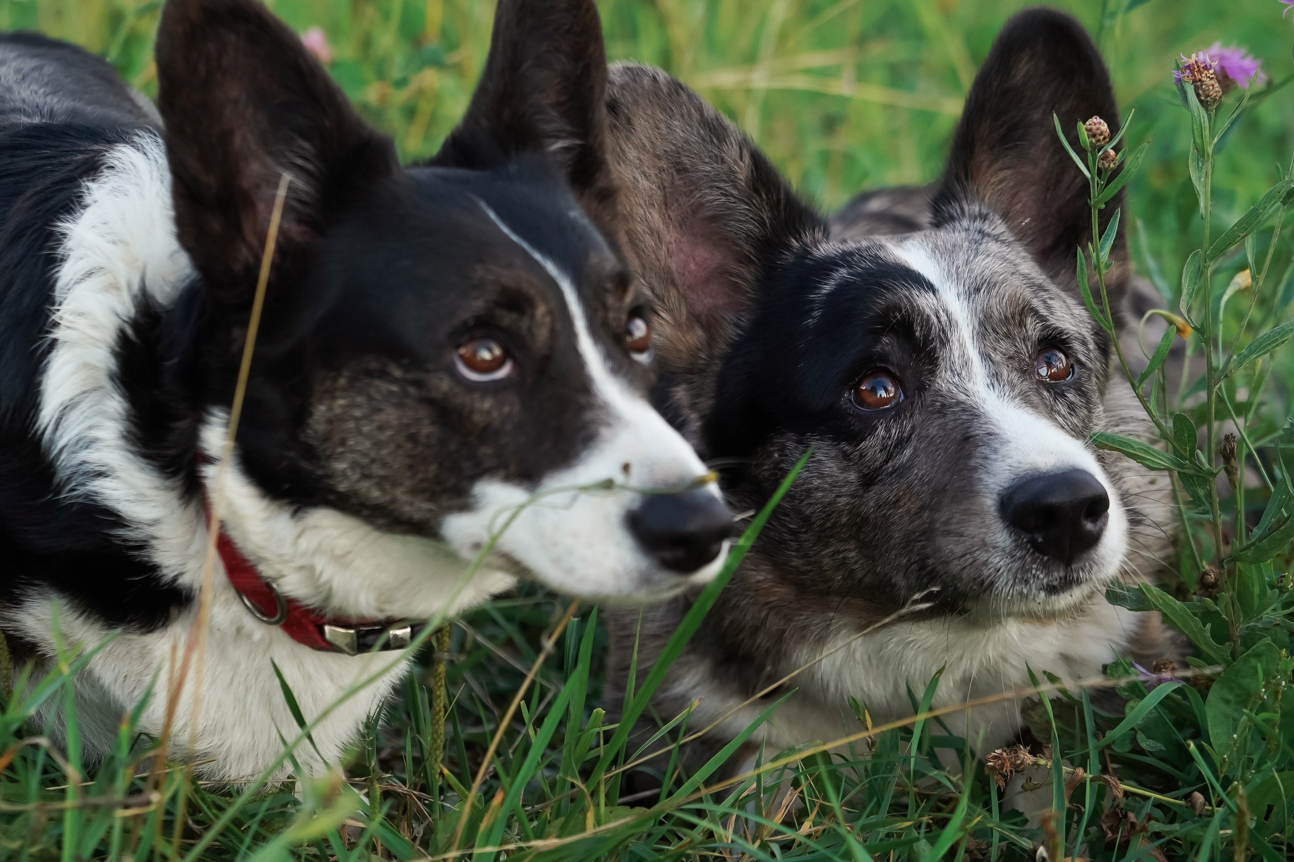 Прогулки. Фотограф-анималист, портретный фотограф в Чебоксарах Мария Садыкова