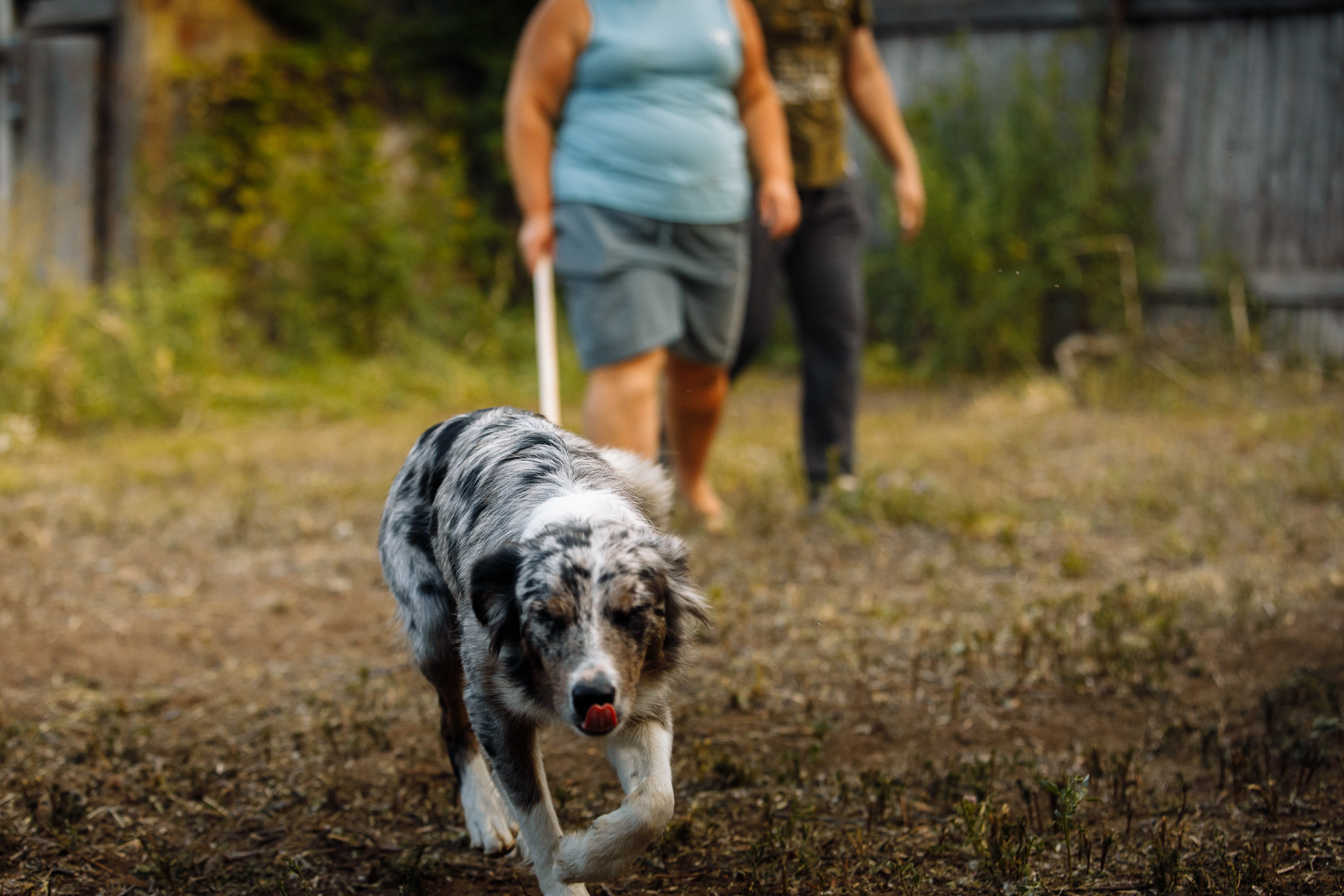 Овечий день. О нас