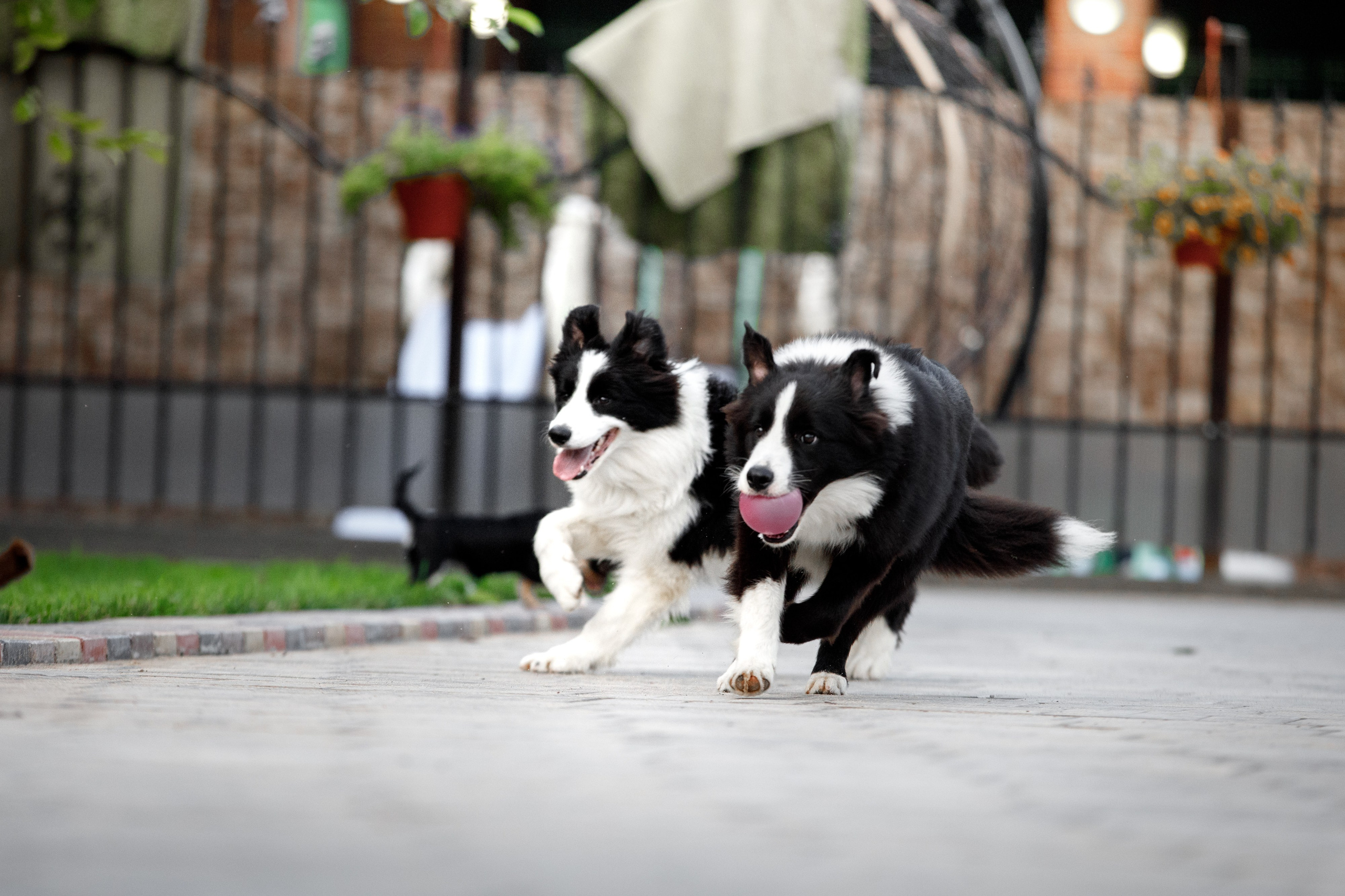 Болтовня в саду. О нас