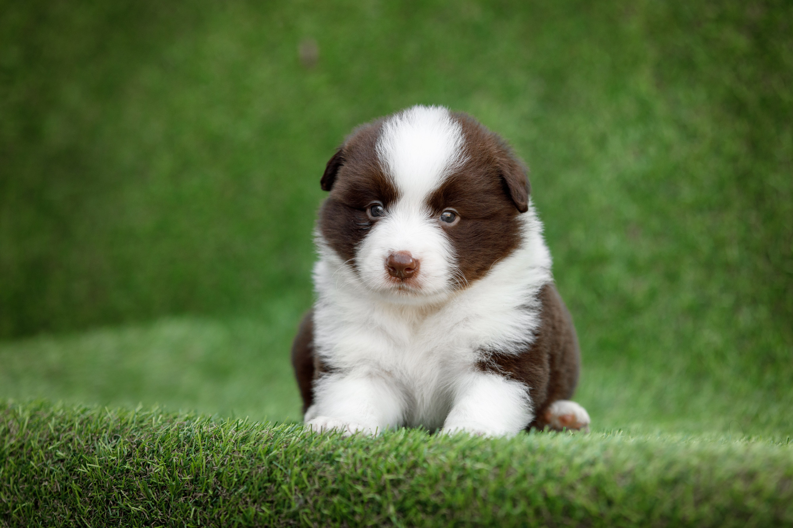 Смешарики. О нас