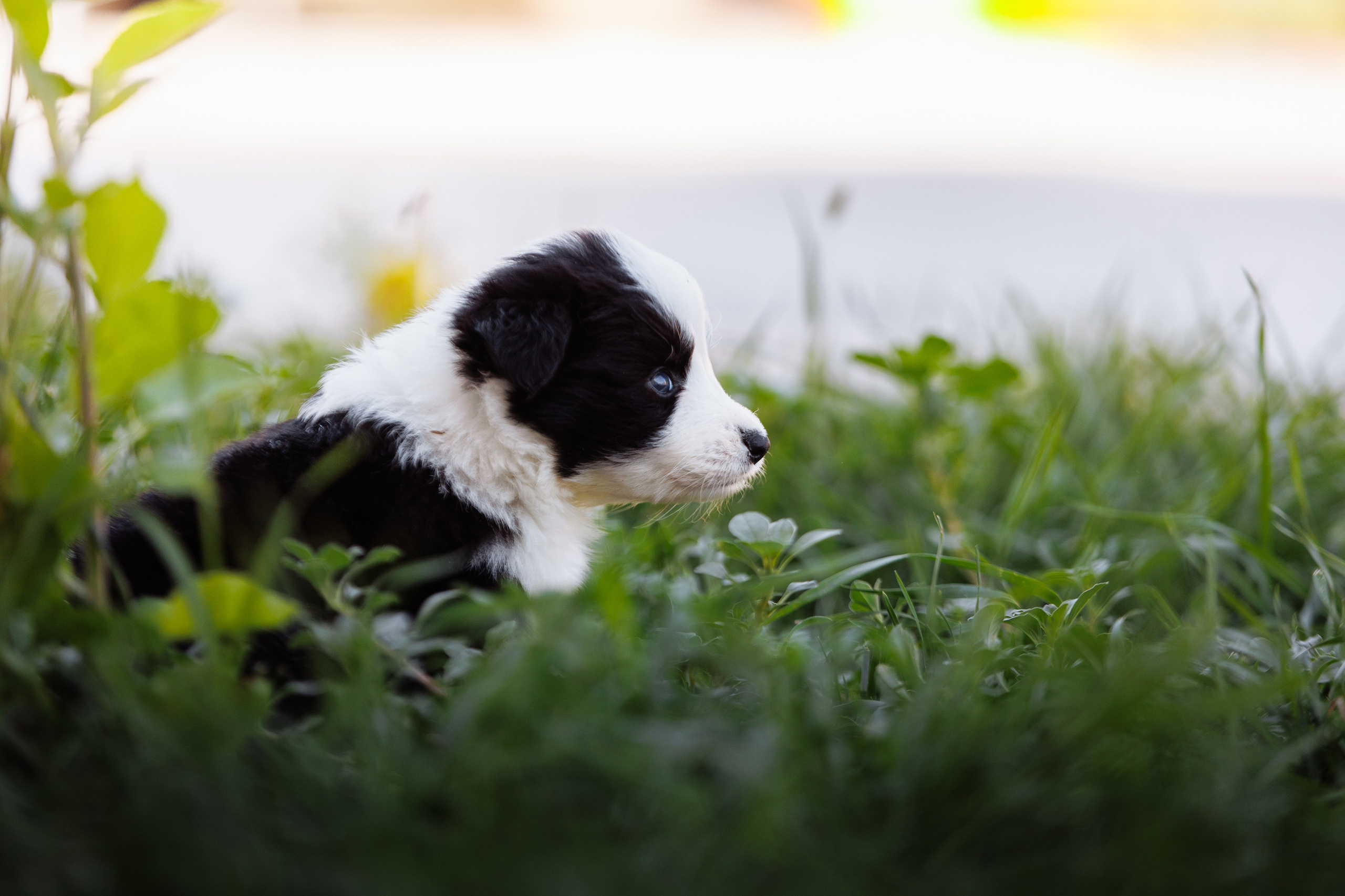 МММ — маленькое мягкое милое. О нас