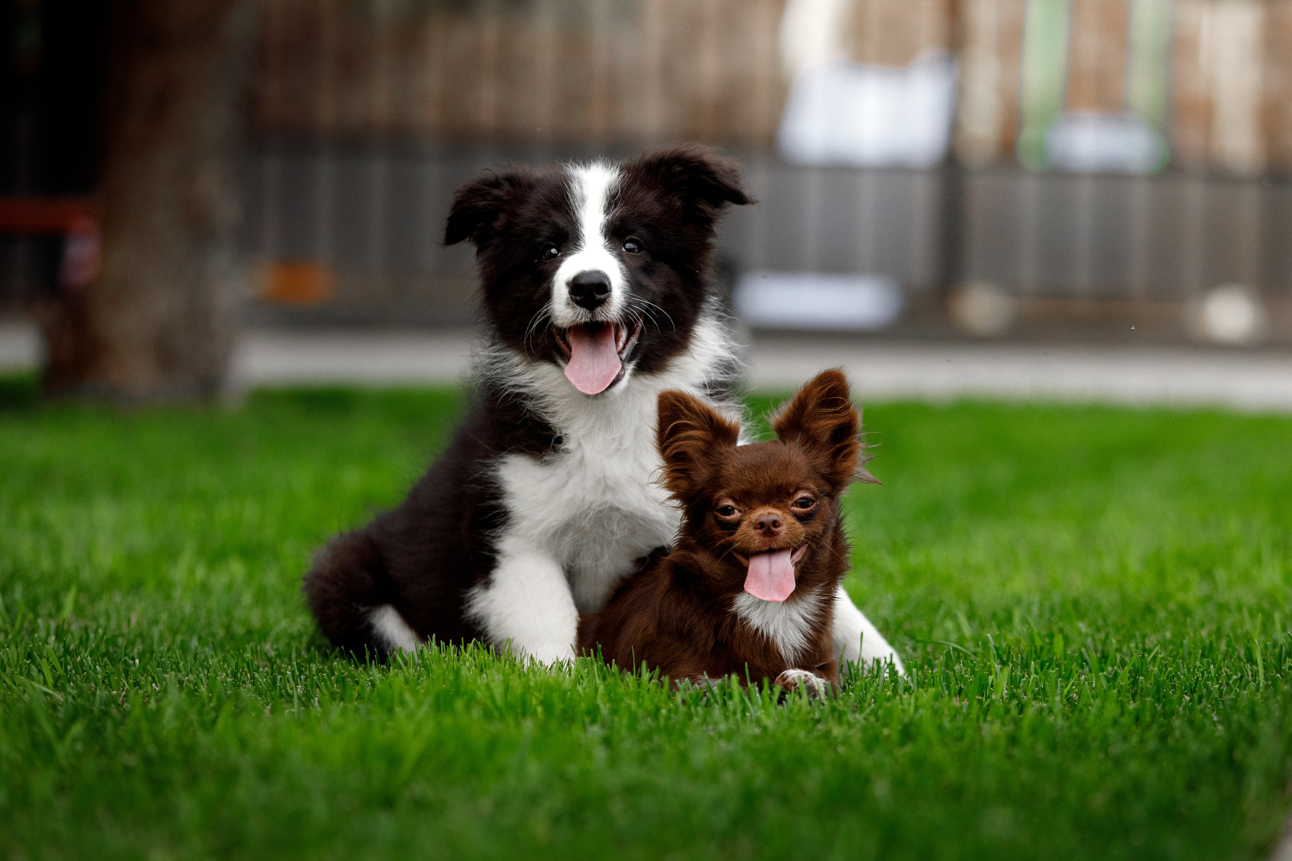 Болтовня в саду. О нас
