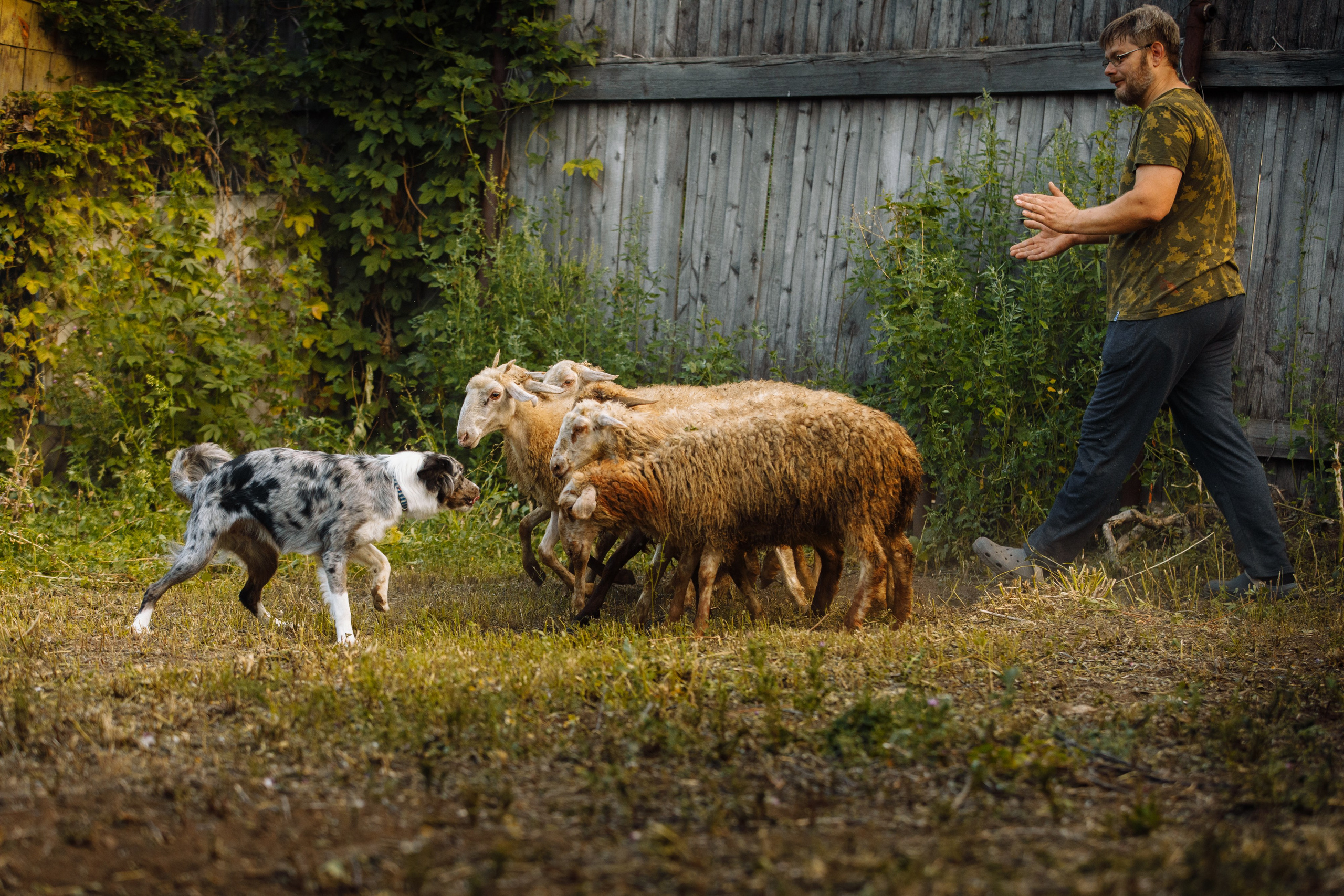 Овечий день. О нас
