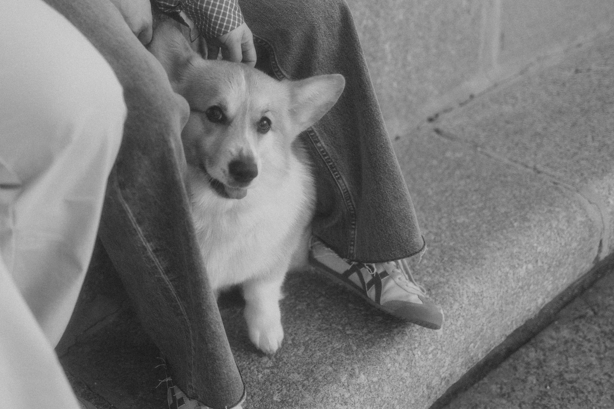 Момо, Люда и Эд. Фотограф анималист Анастасия Пикей