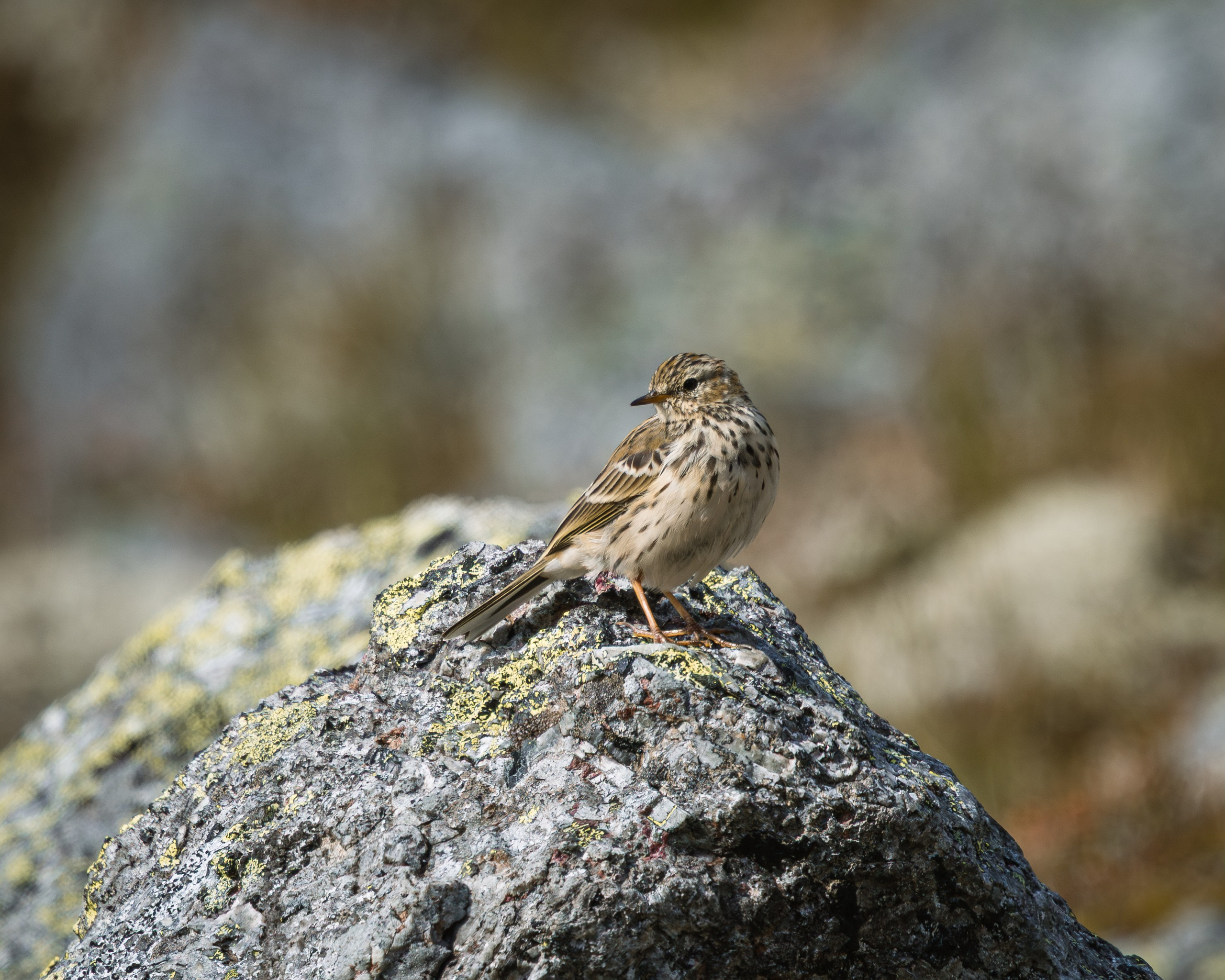 Khibinu 2025. Anton Chernov | Wildlife photographer