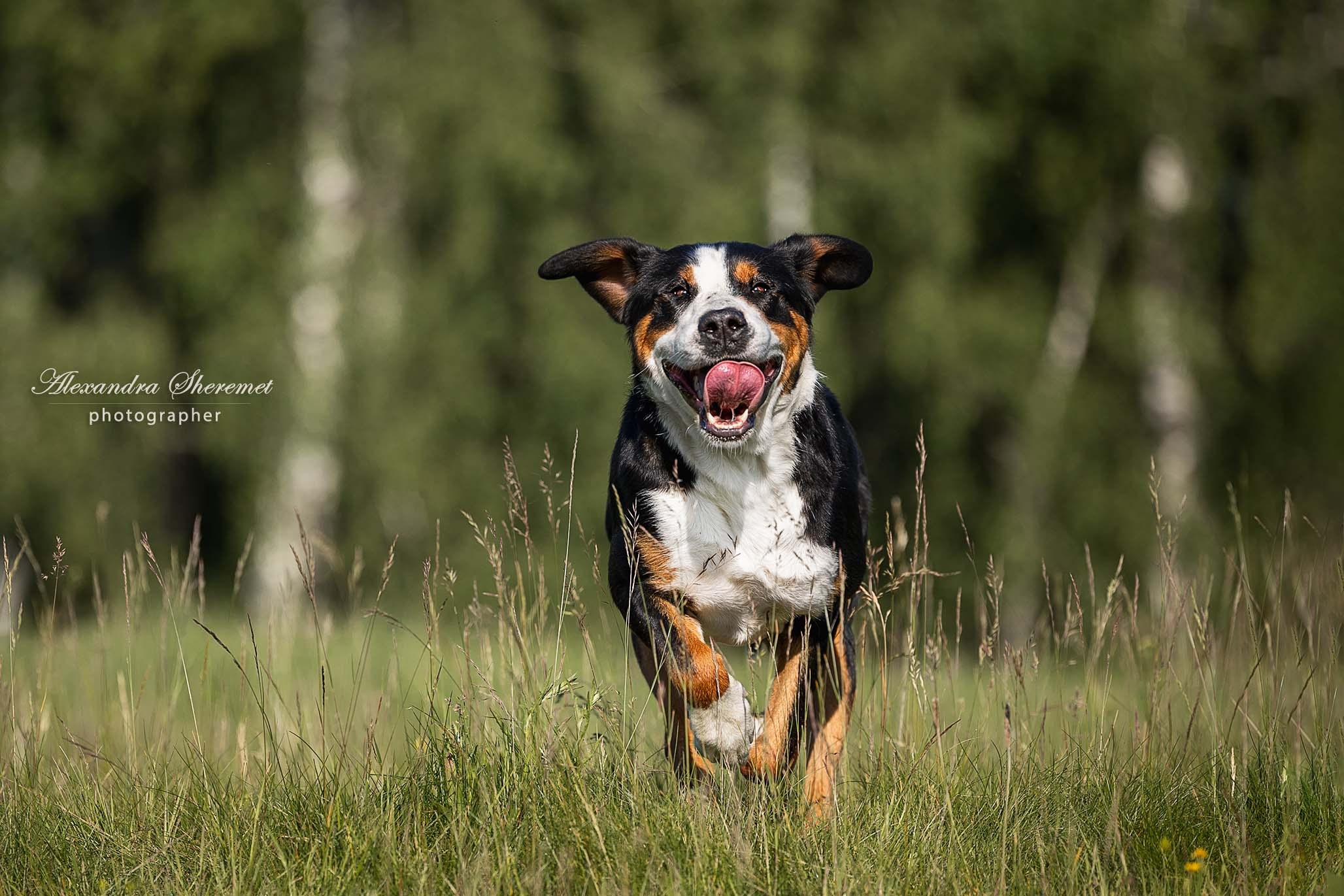 Гросс. Фотограф-анималист Александра Шеремет