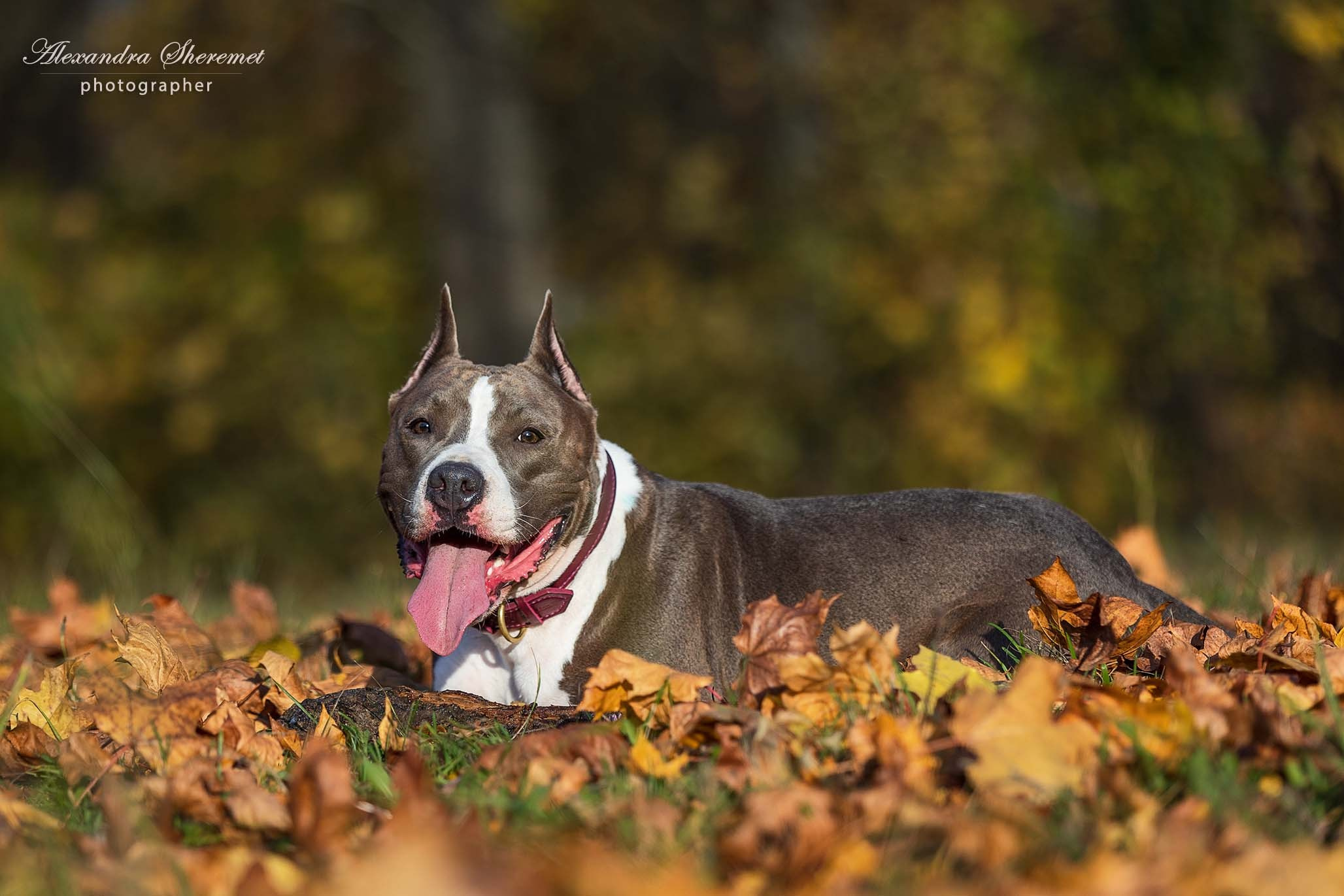 Шерри. Фотограф-анималист Александра Шеремет