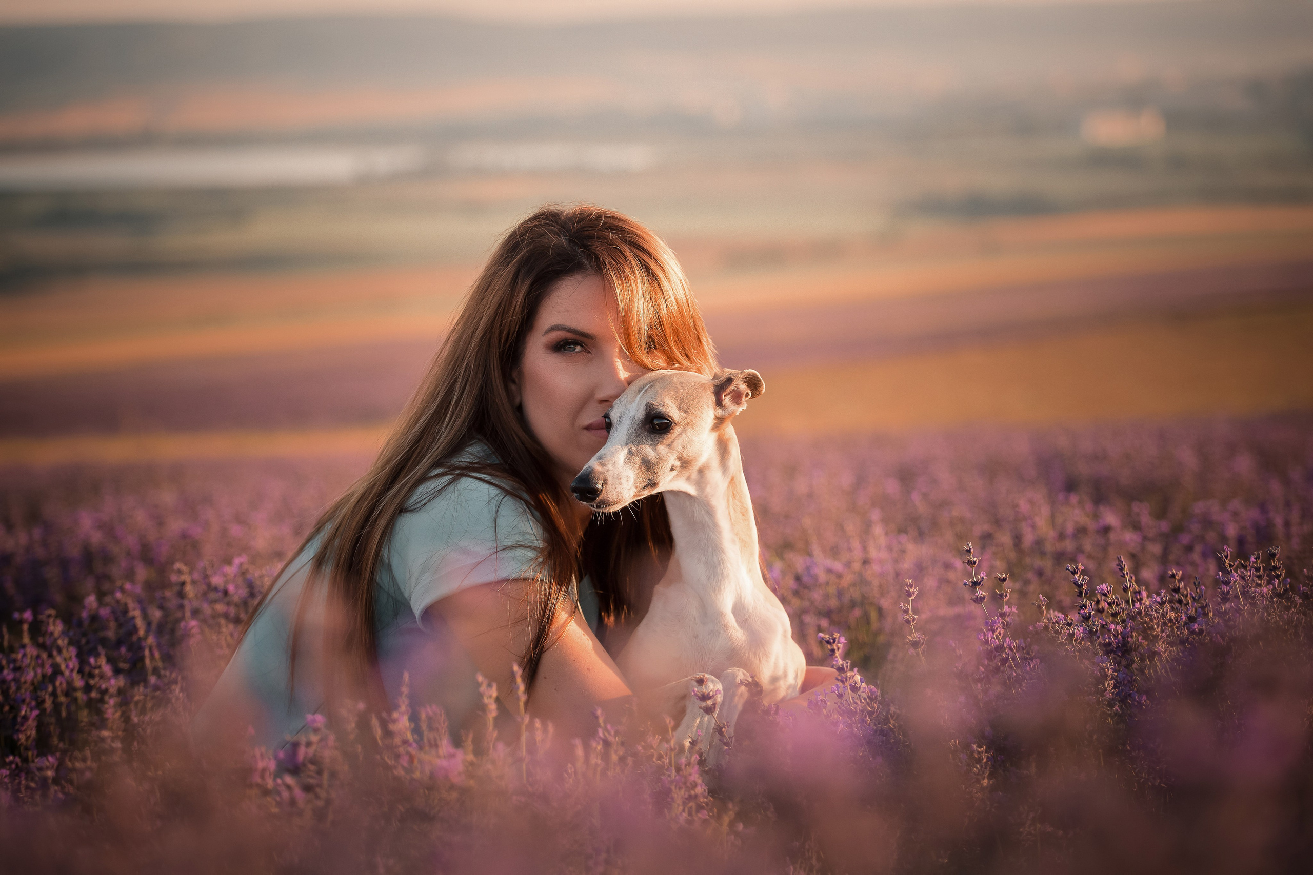 Уиппеты на лавандовом поле в Крыму. Фотограф-анималист в Краснодаре Маша Мельникова