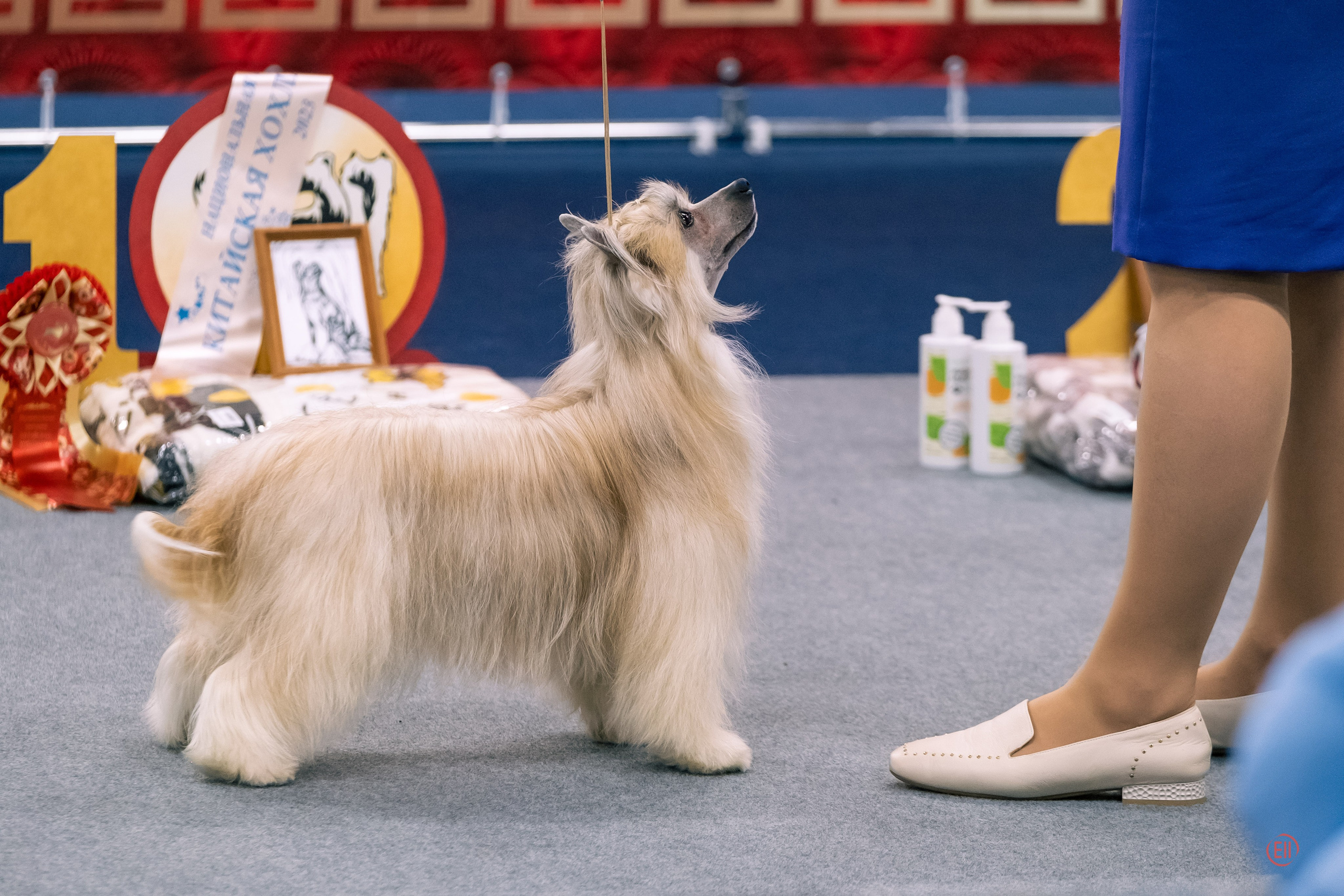 Друг человека. Фотограф в Москве