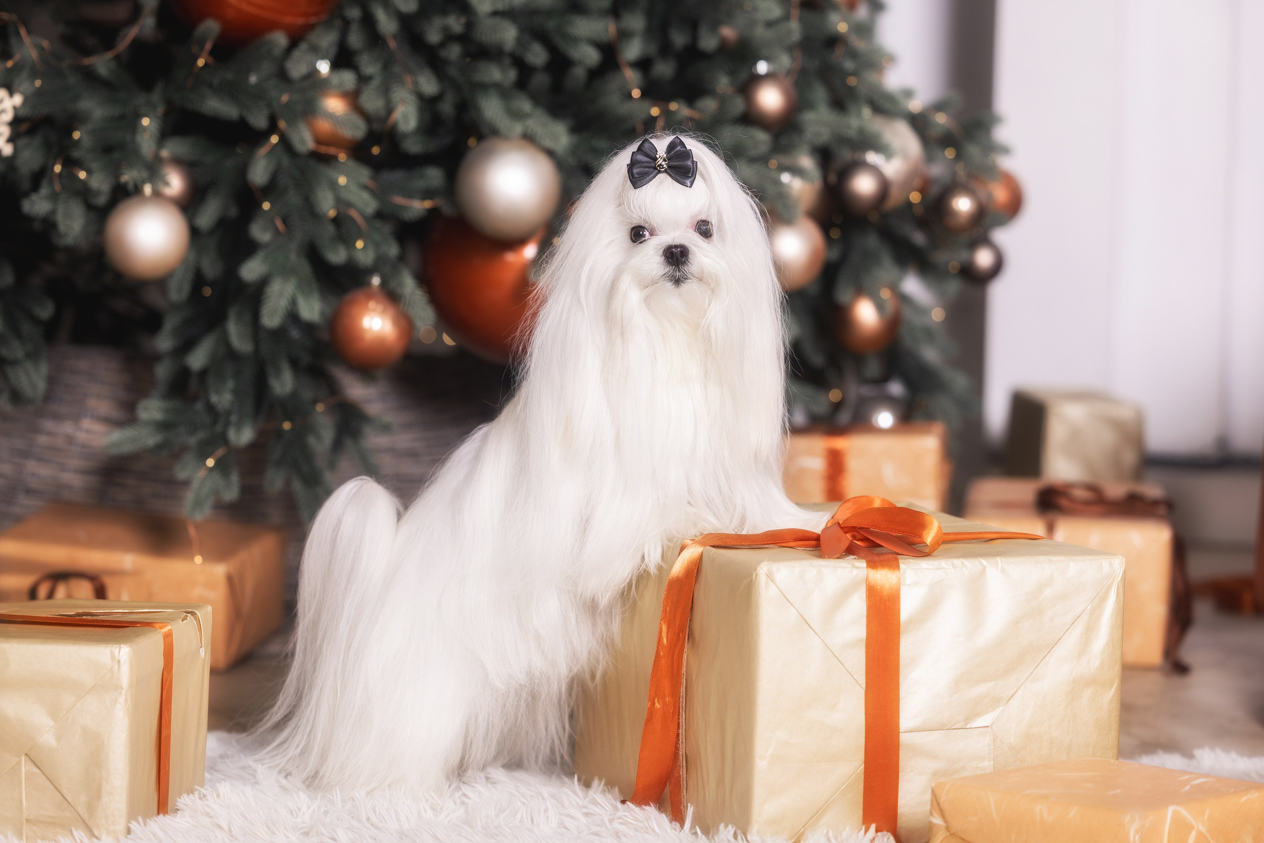 Хвостатый Новый Год. Фотограф Алена Звездина