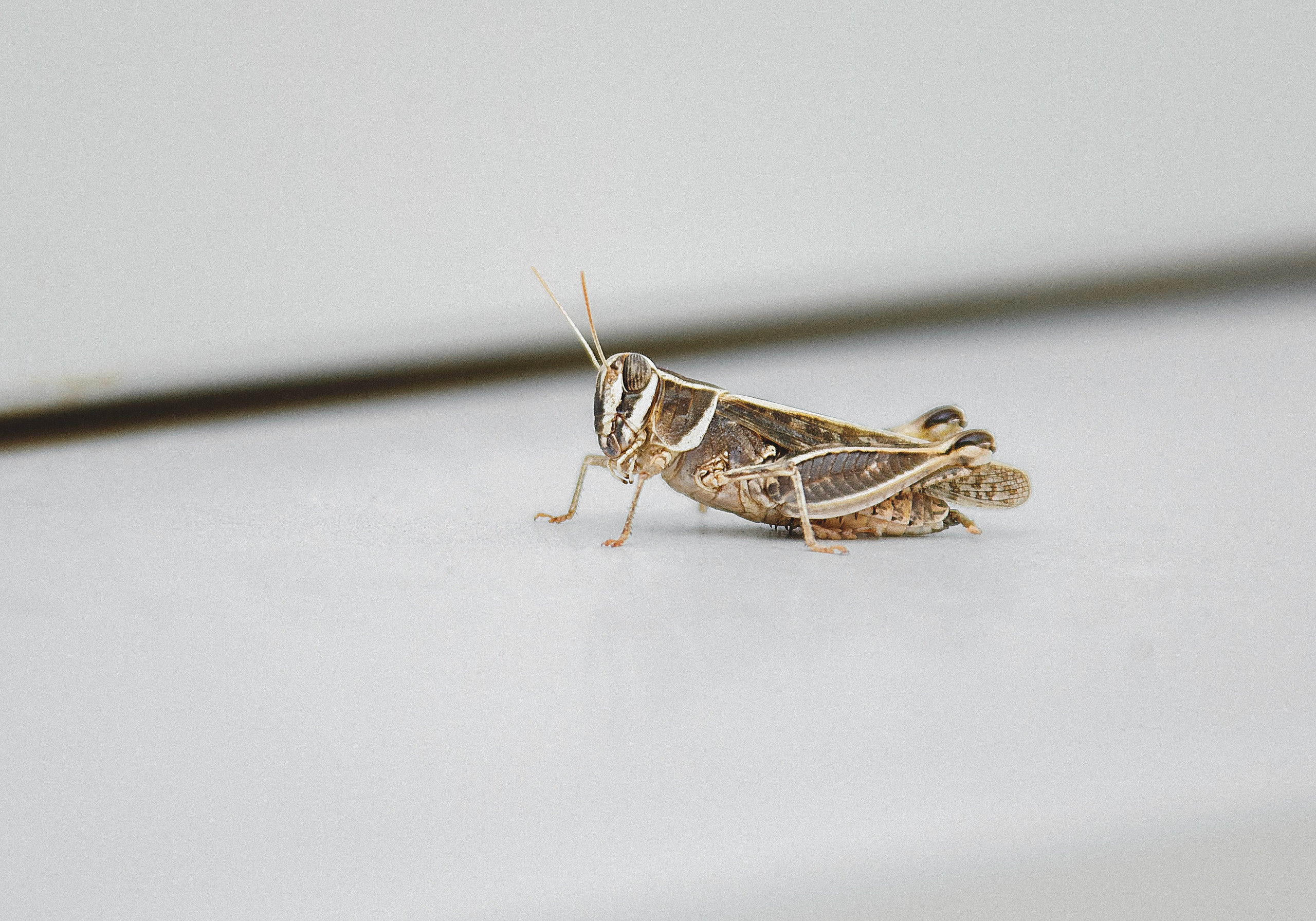 Проект «366»|2024|Фото каждый день. LENA GRACE photographer ||ЛЕНА ГРЭЙС фотограф