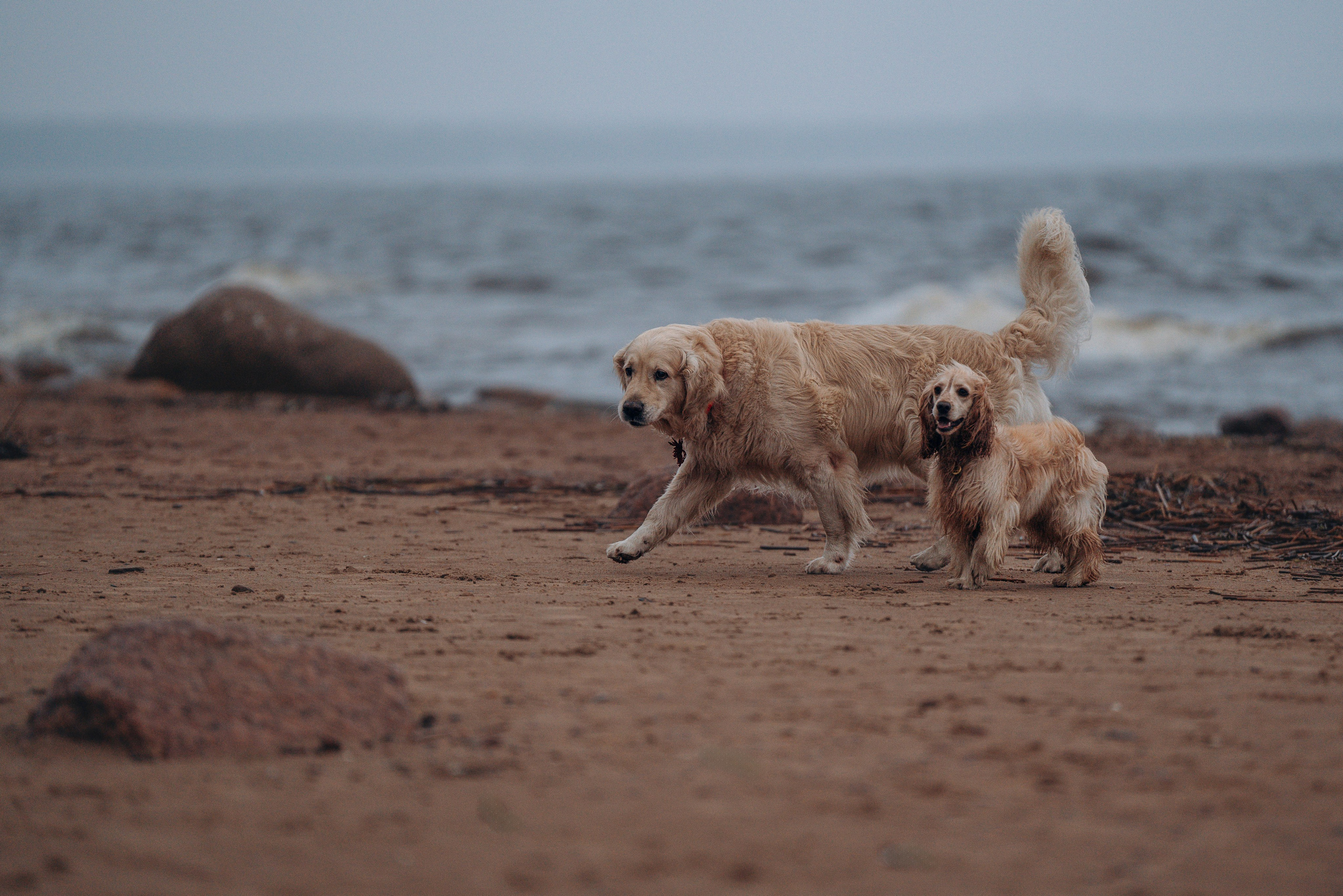 Асти, Крис и Александра. Фотограф анималист в Спб недорого Олеся Майорова